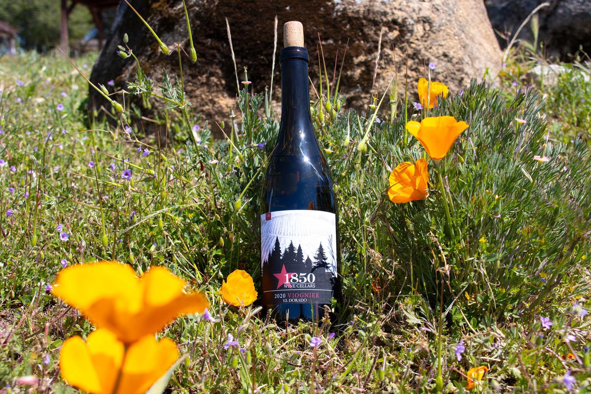 Bottle of wine in grass with poppy flowers