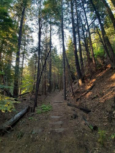 Trail in woods