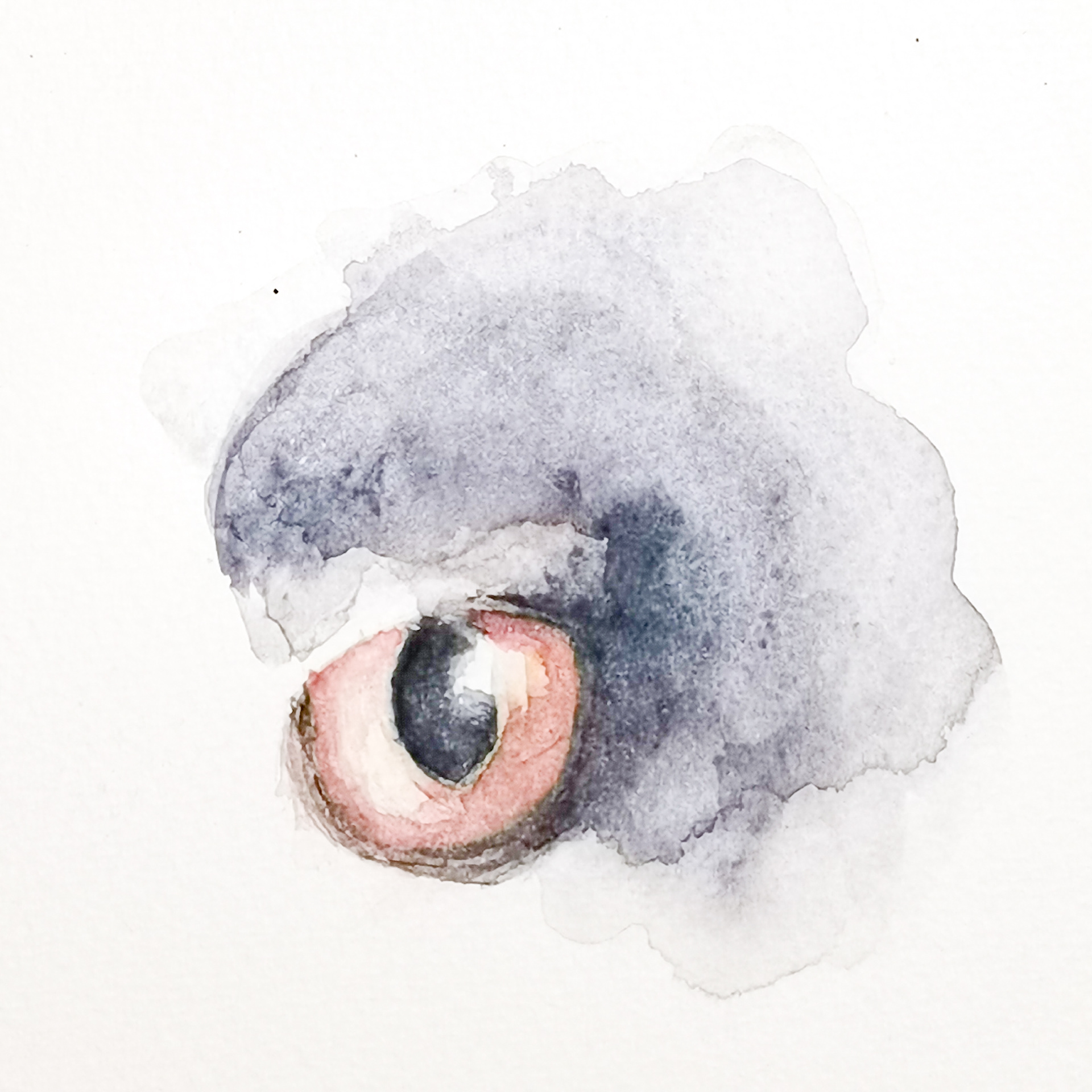 Eye
