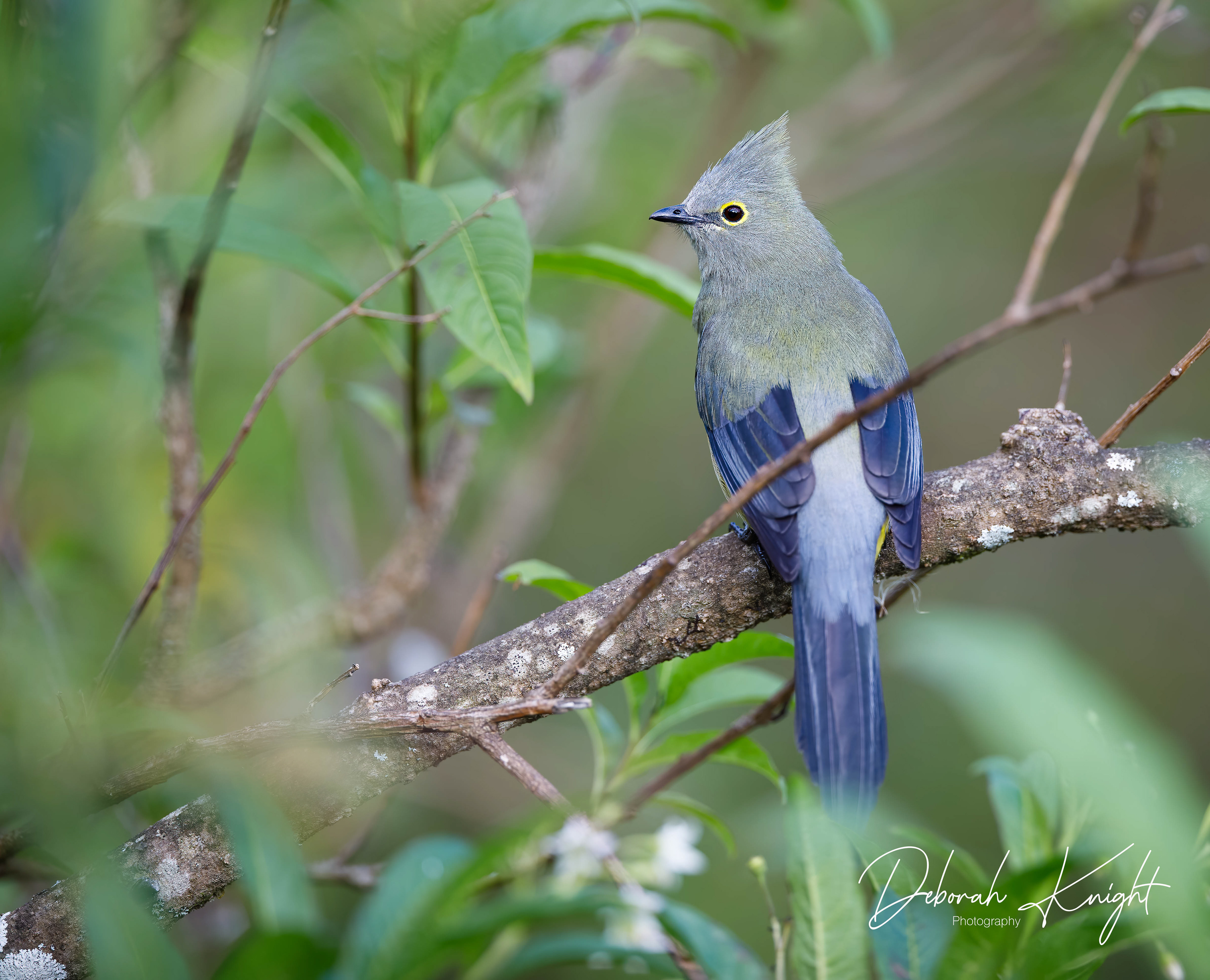 Long-Tailed Silky Flycatcher