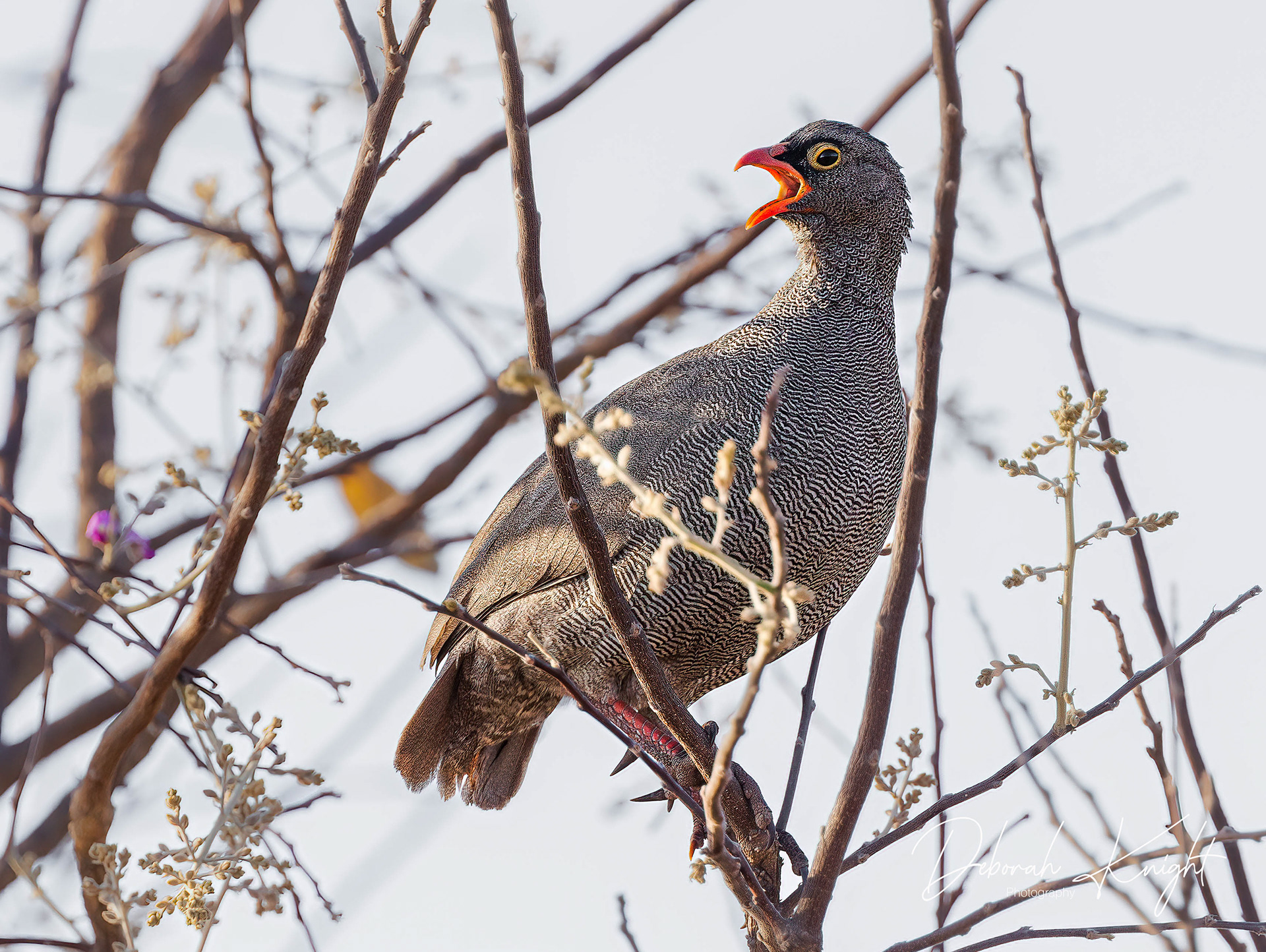 Red-Billed Spurfowl