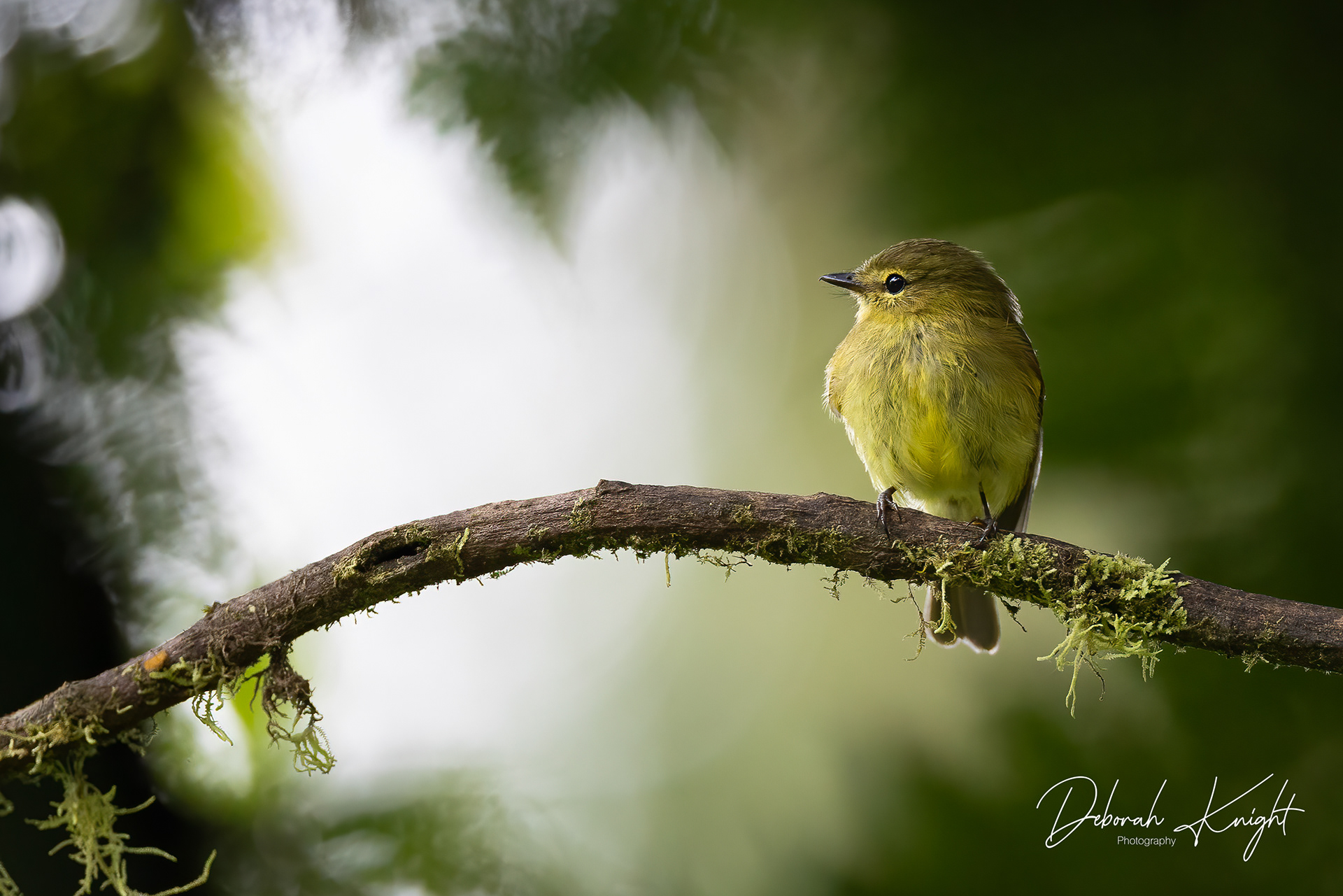 Flavescent Flycatcher