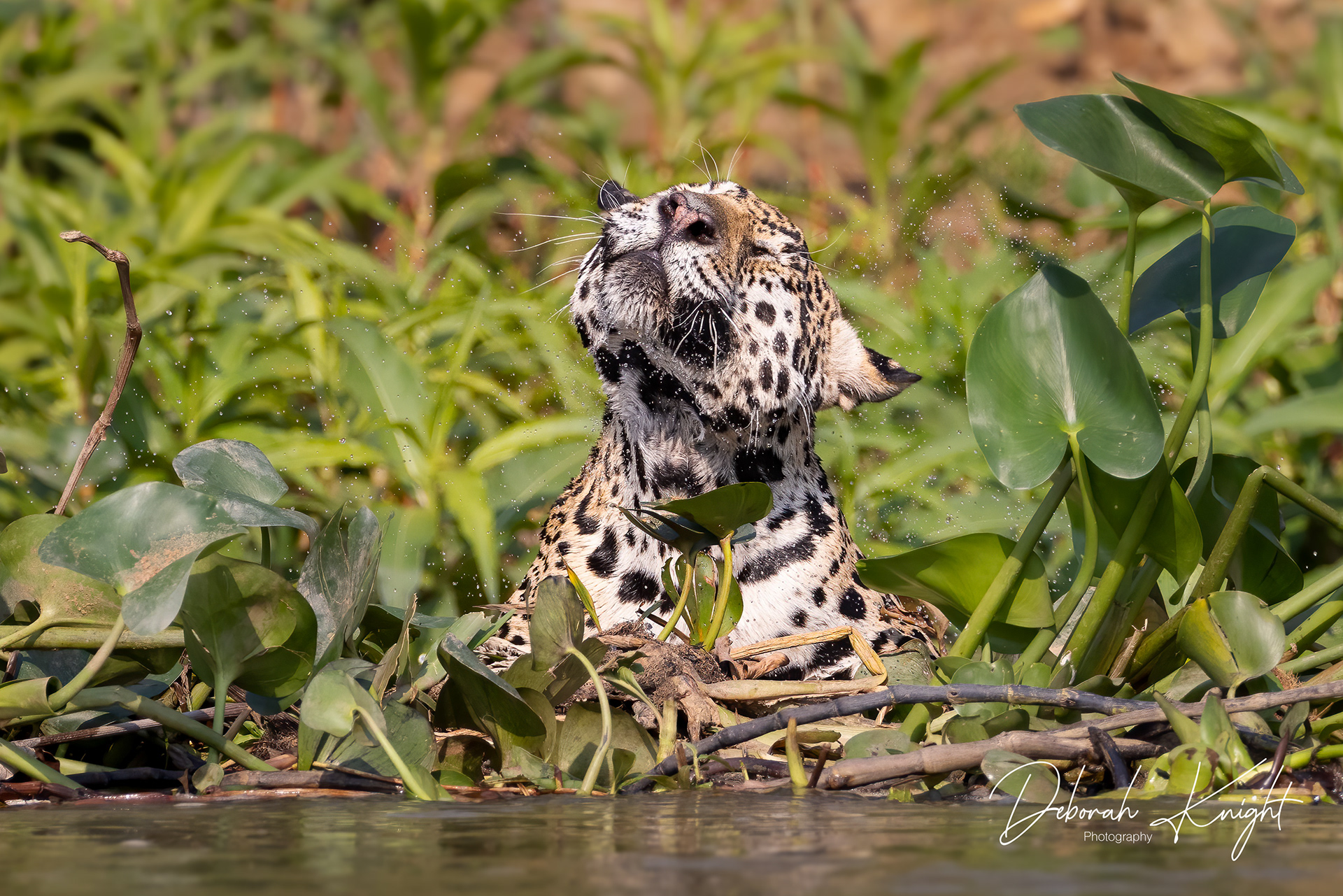Jaguar