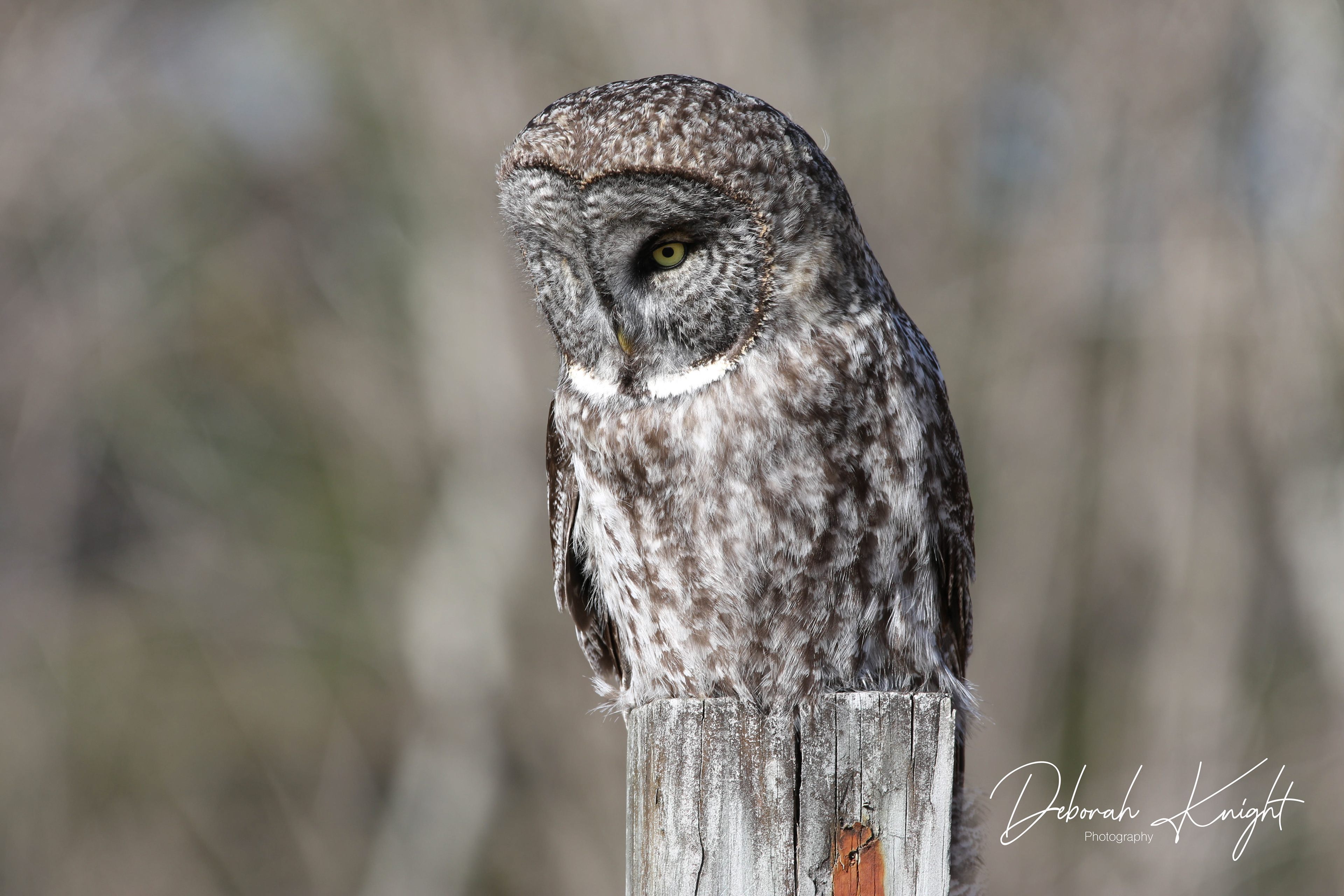 Great Gray Owl