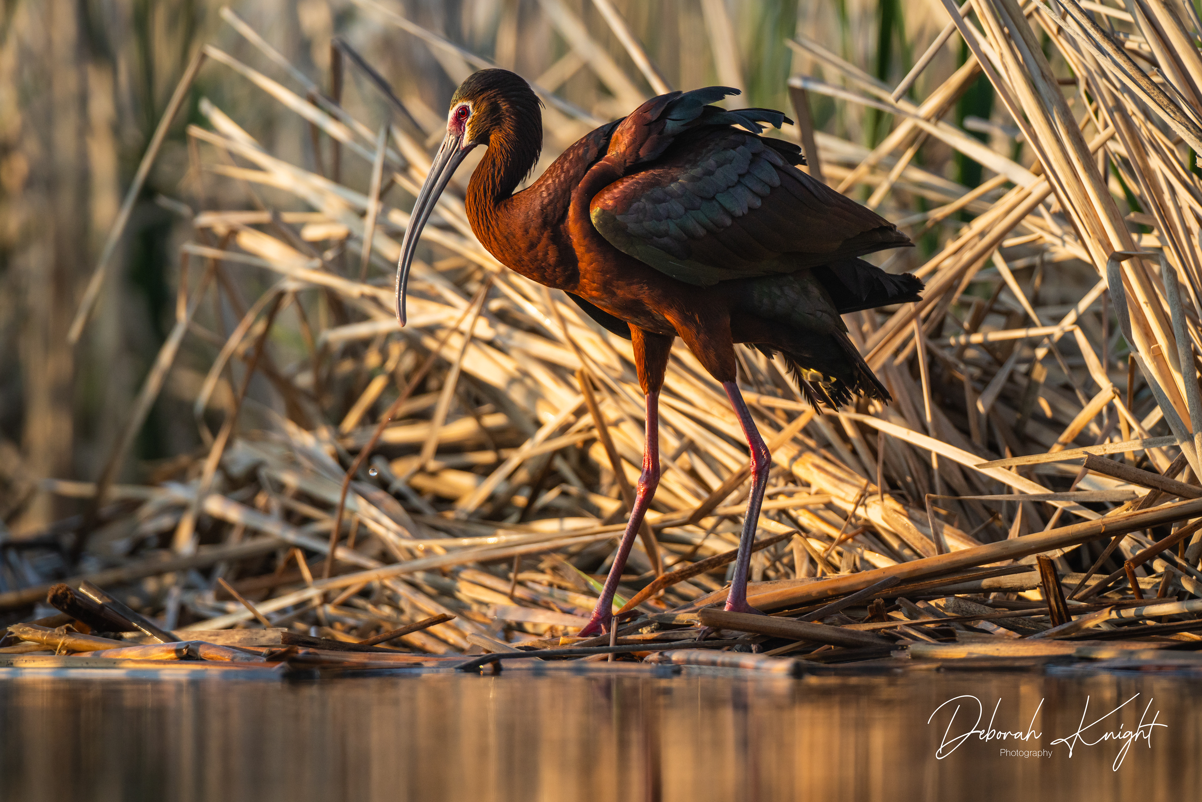 White-faced Ibis