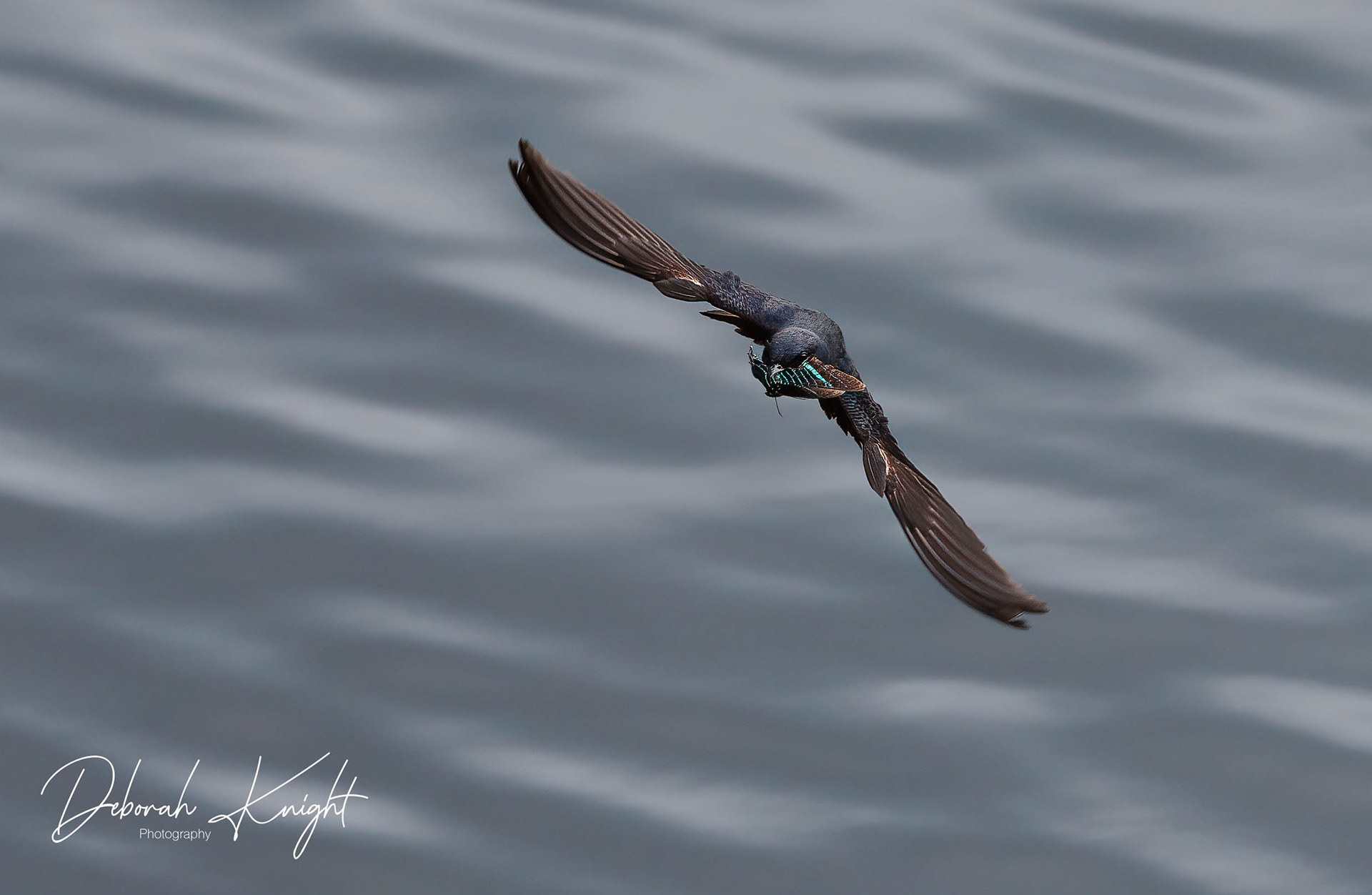 Gray-Breasted Martin