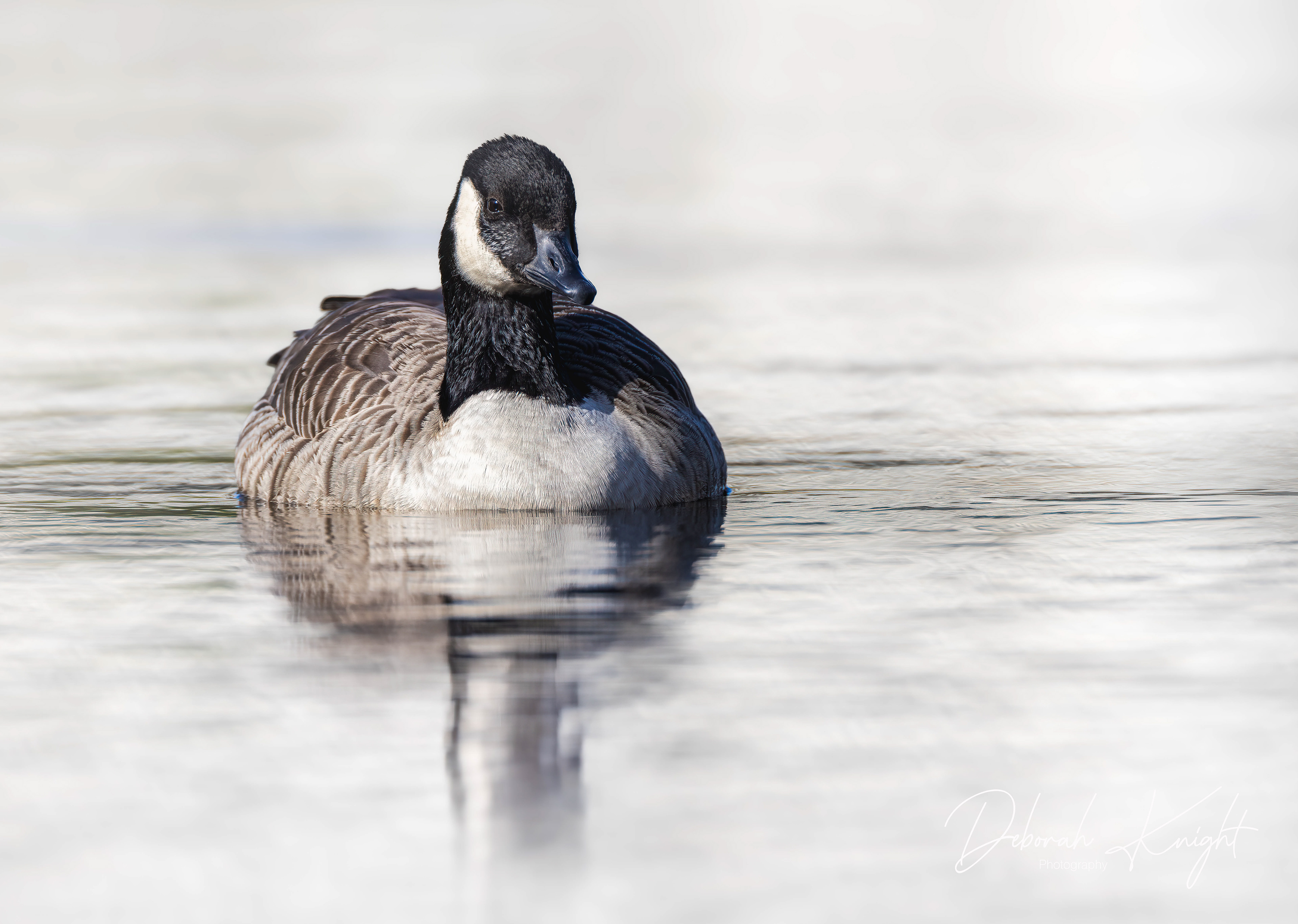 Cackling Goose
