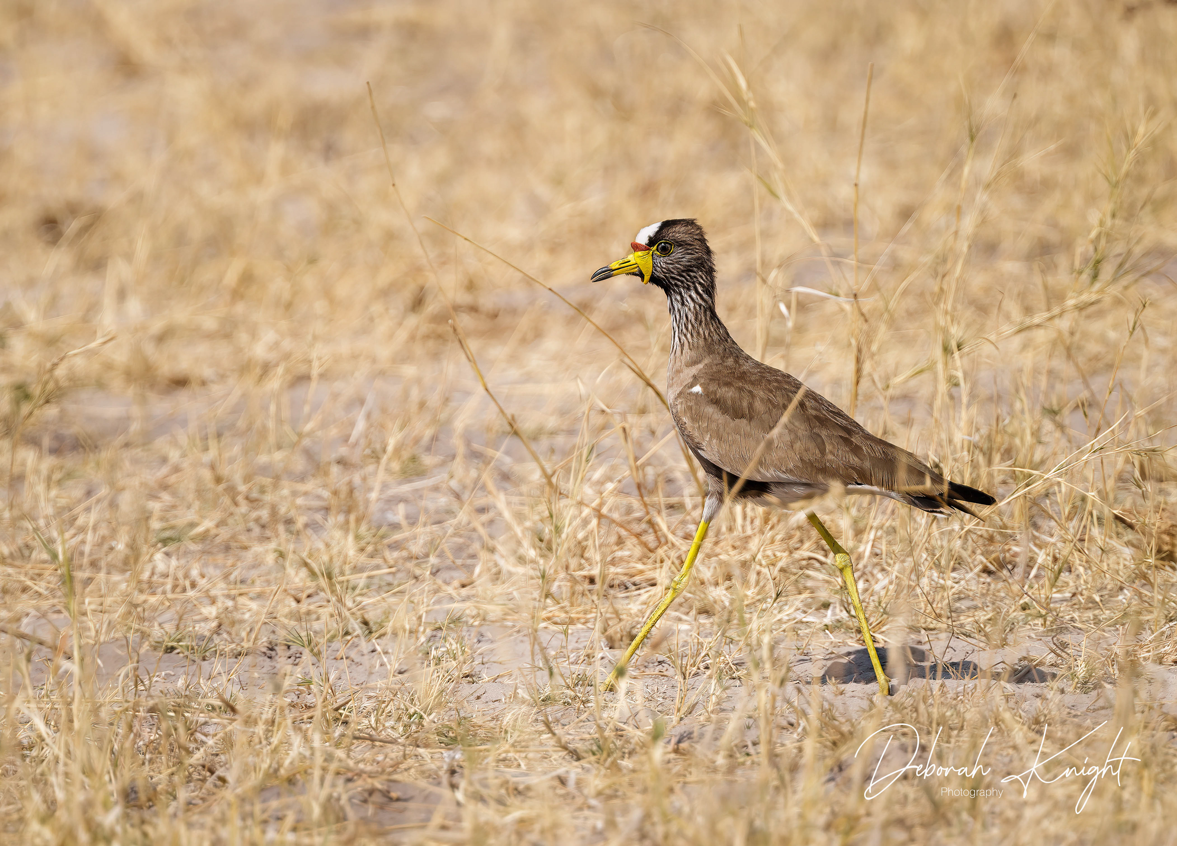 Wattled Lapwing