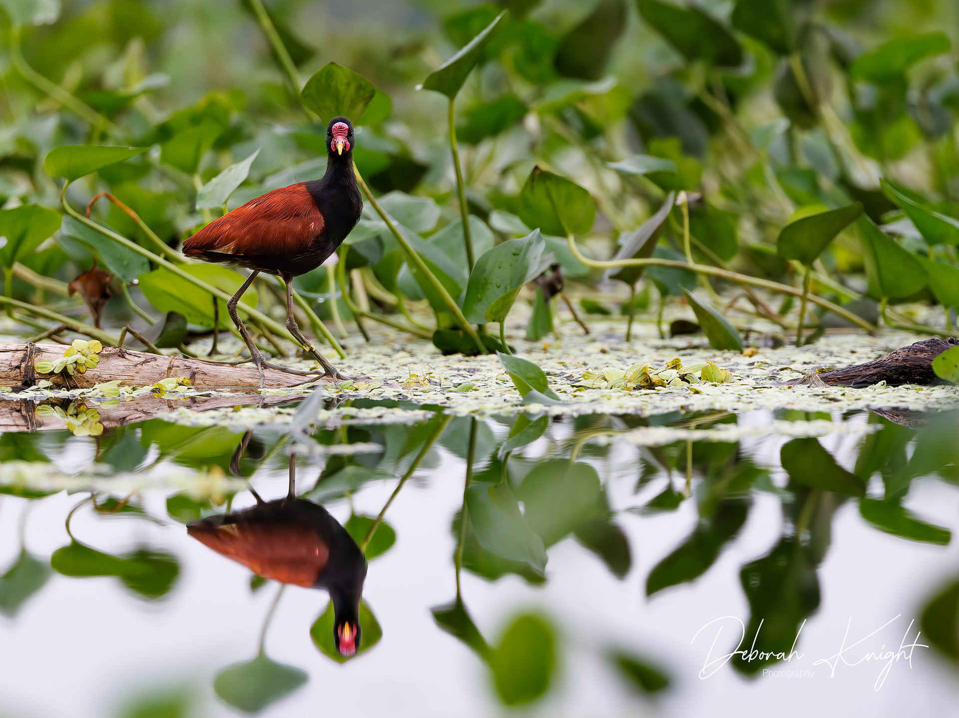 Wattled Jacana