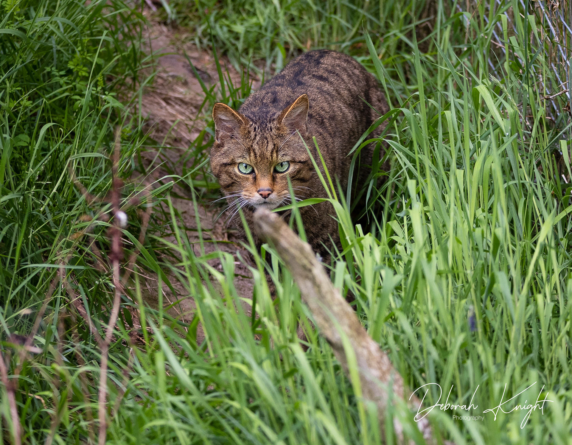 Scottish Wildcat