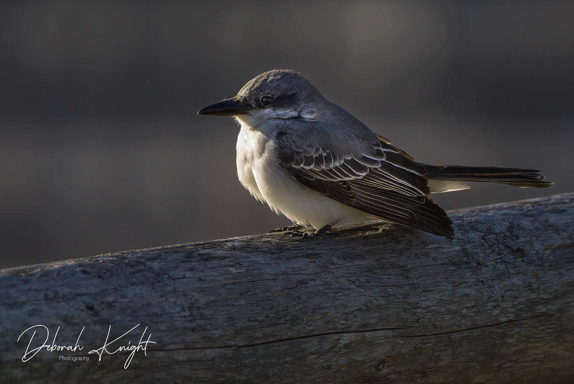 Gray Kingbird
