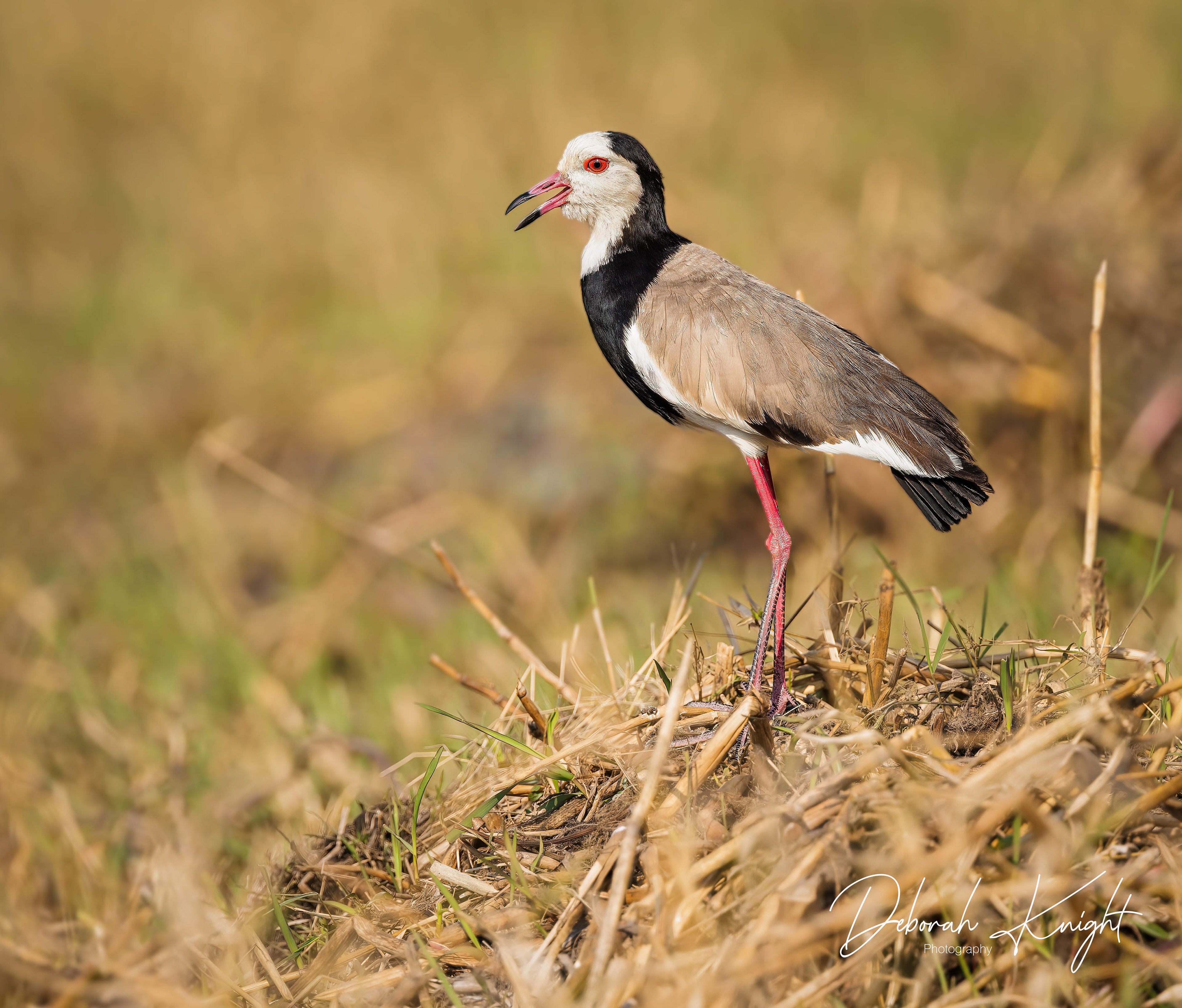 Long-Toed Lapwing