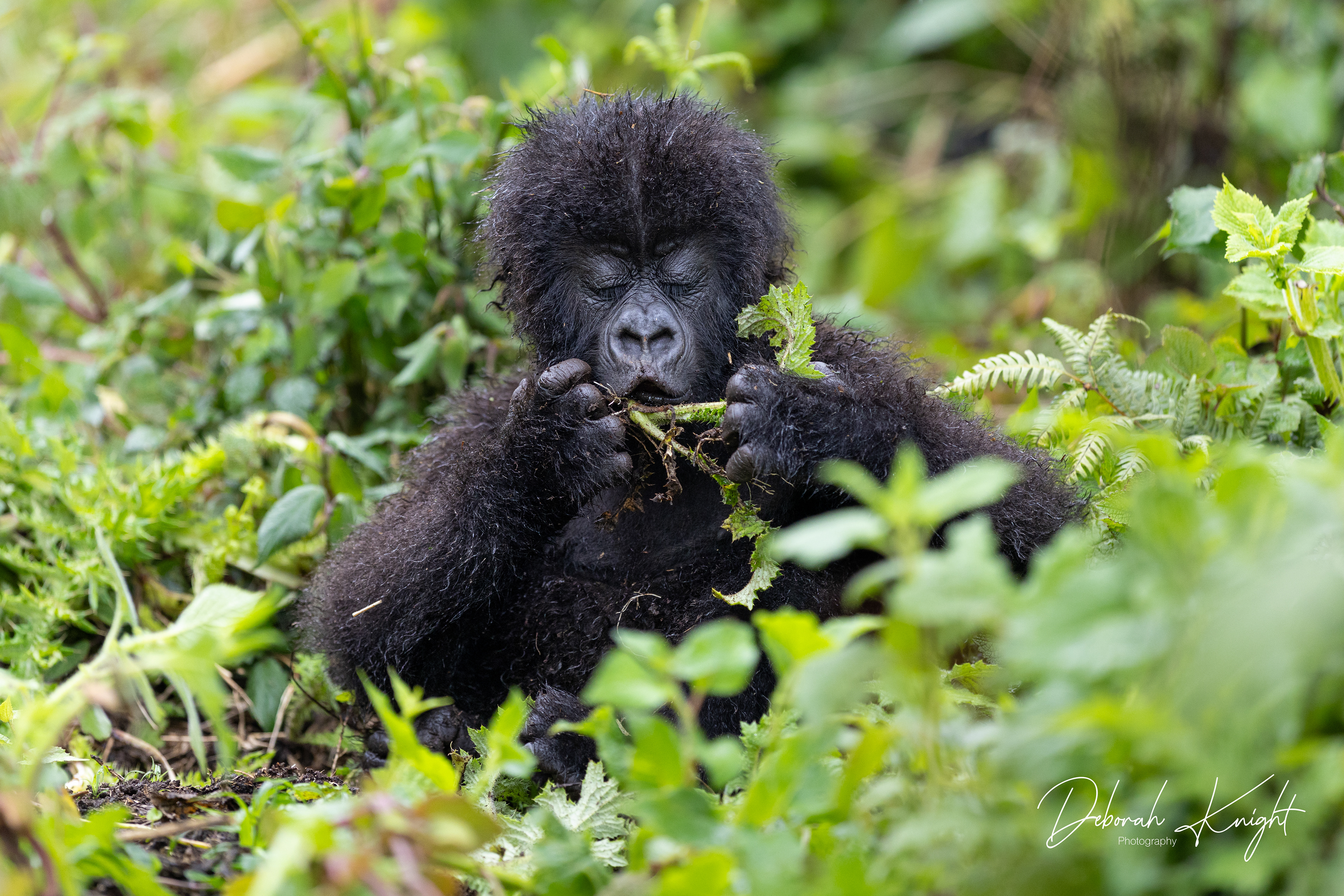 Baby Mountain Gorilla