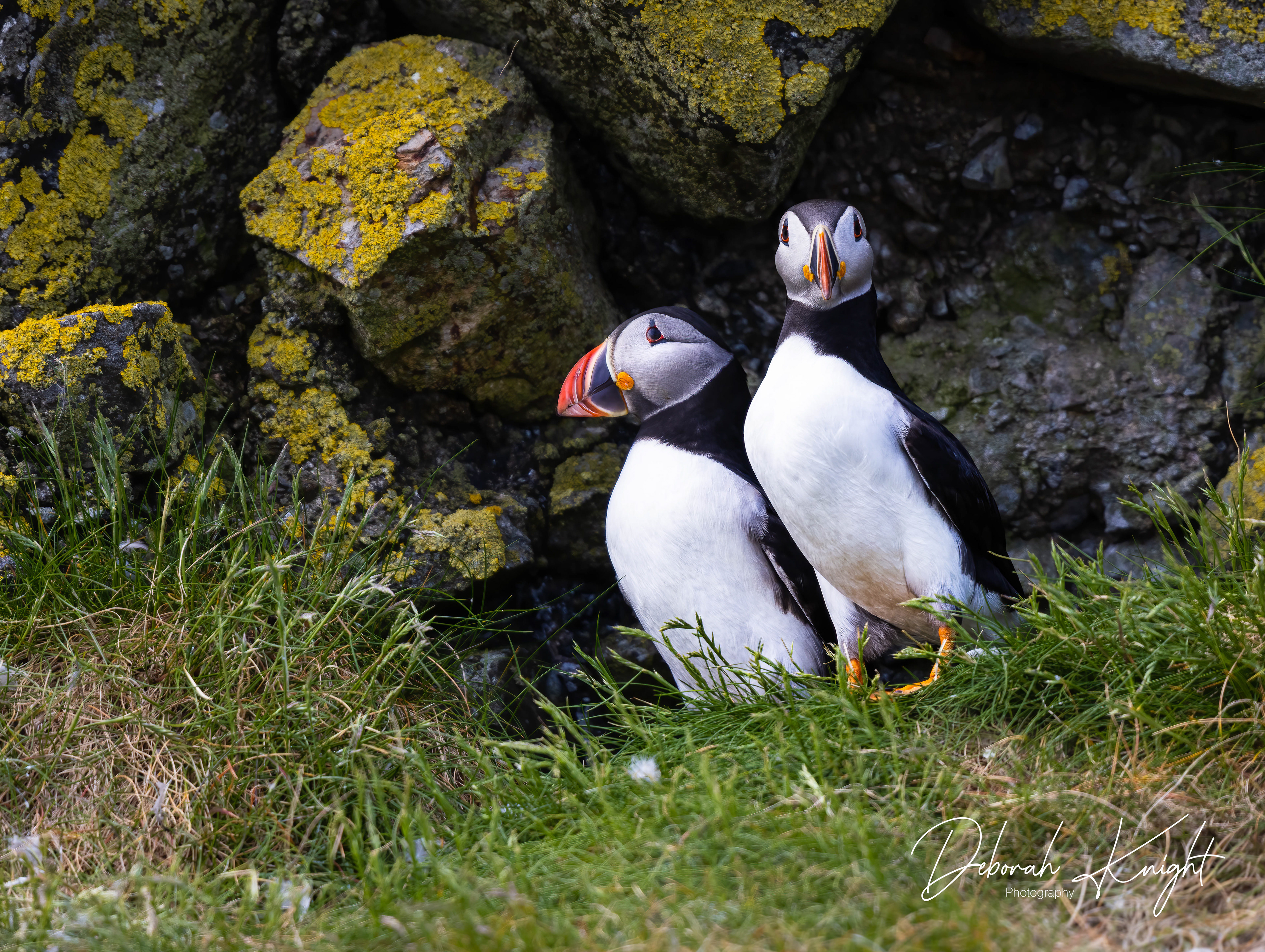 Atlantic Puffin