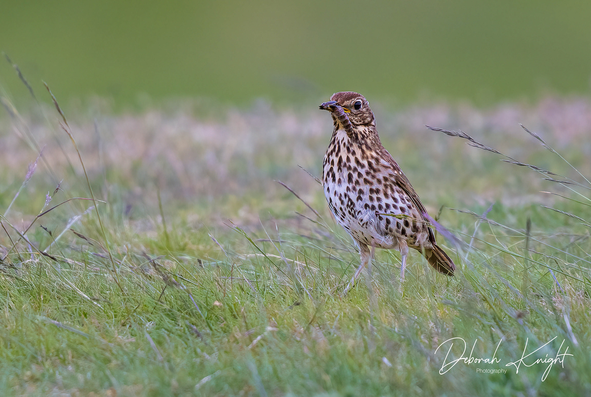 Song Thrush