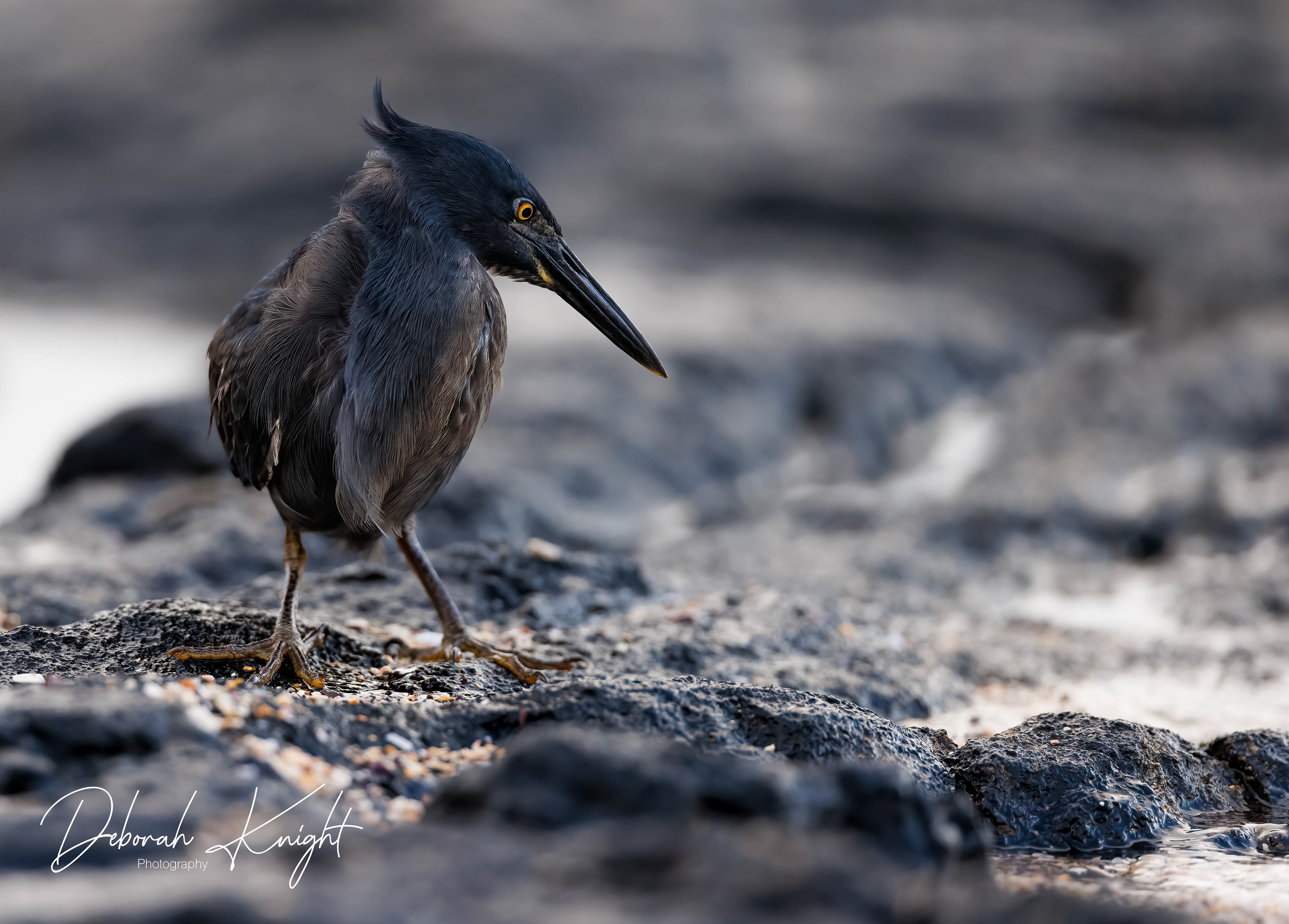 Lava Heron