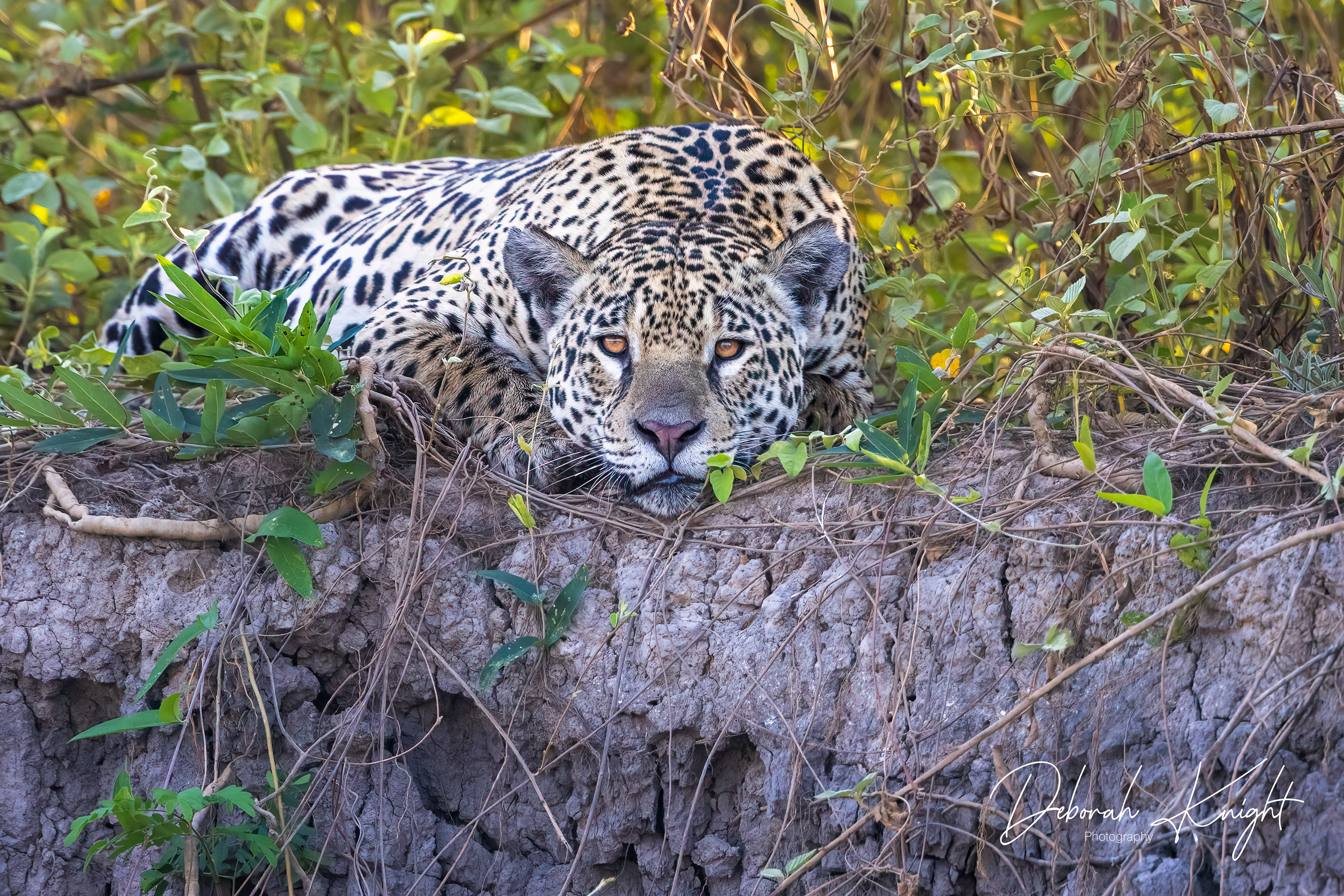 Jaguar