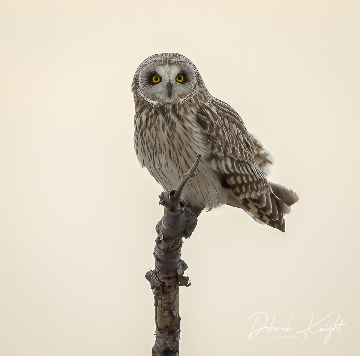 Short-Eared Owl