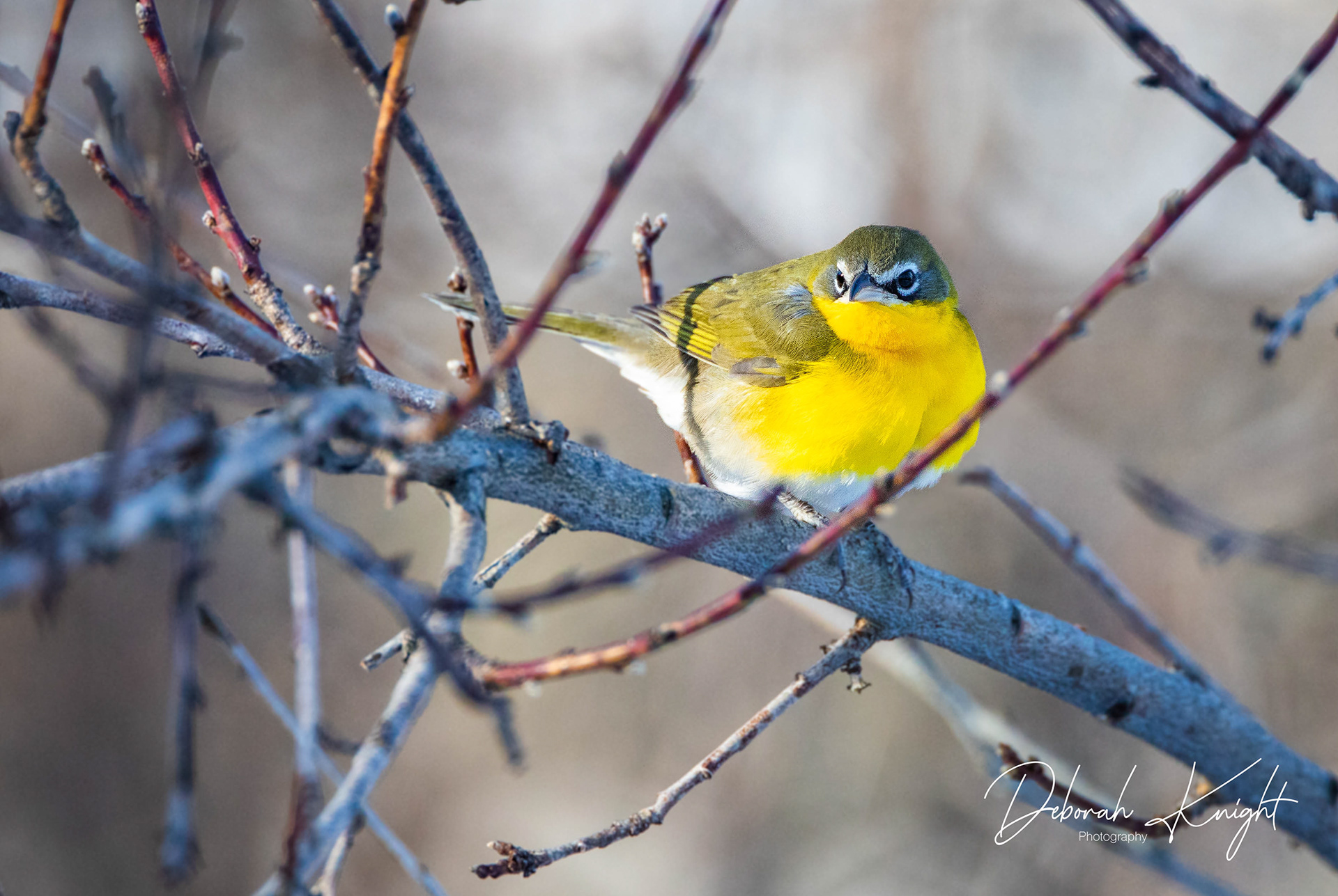 Yellow-Breasted Chat