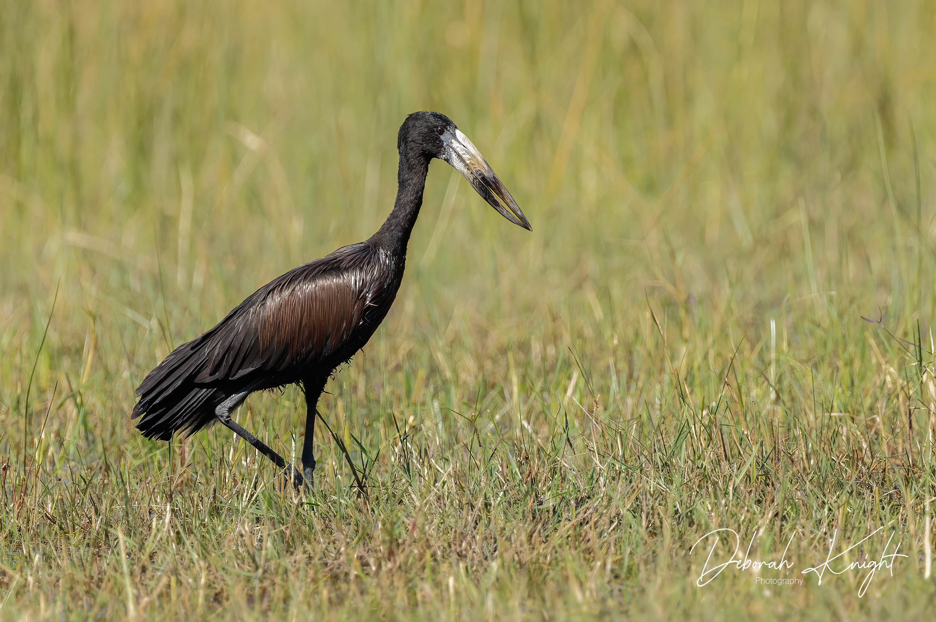 African Openbill
