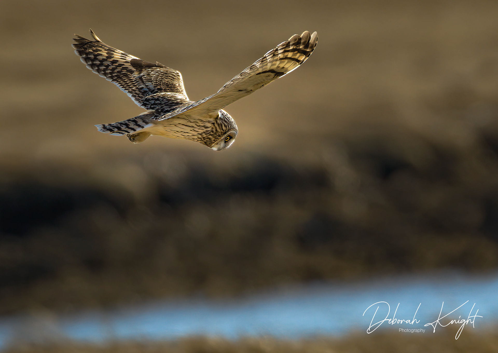 Short-Eared Owl