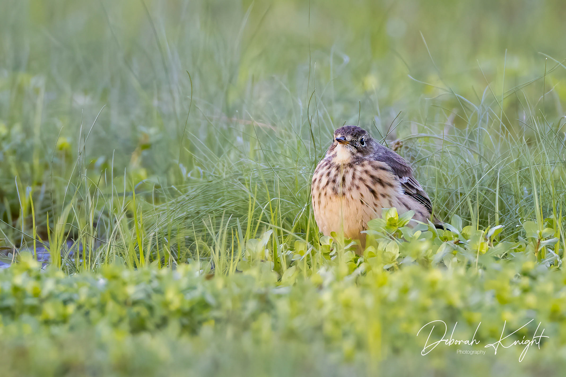 American Pipit