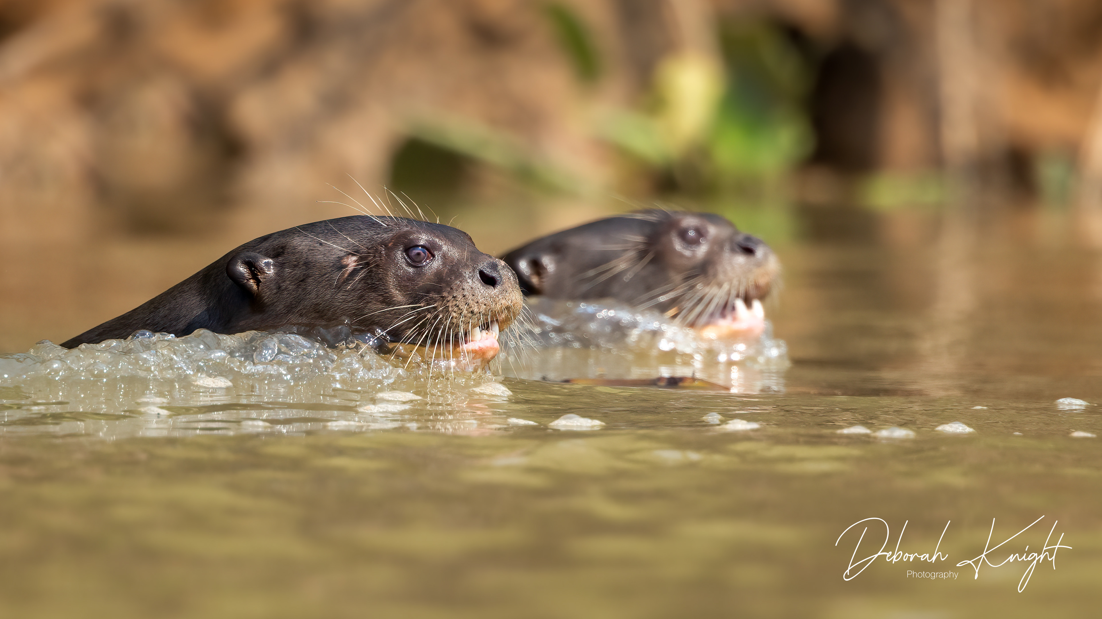 Giant River Otter