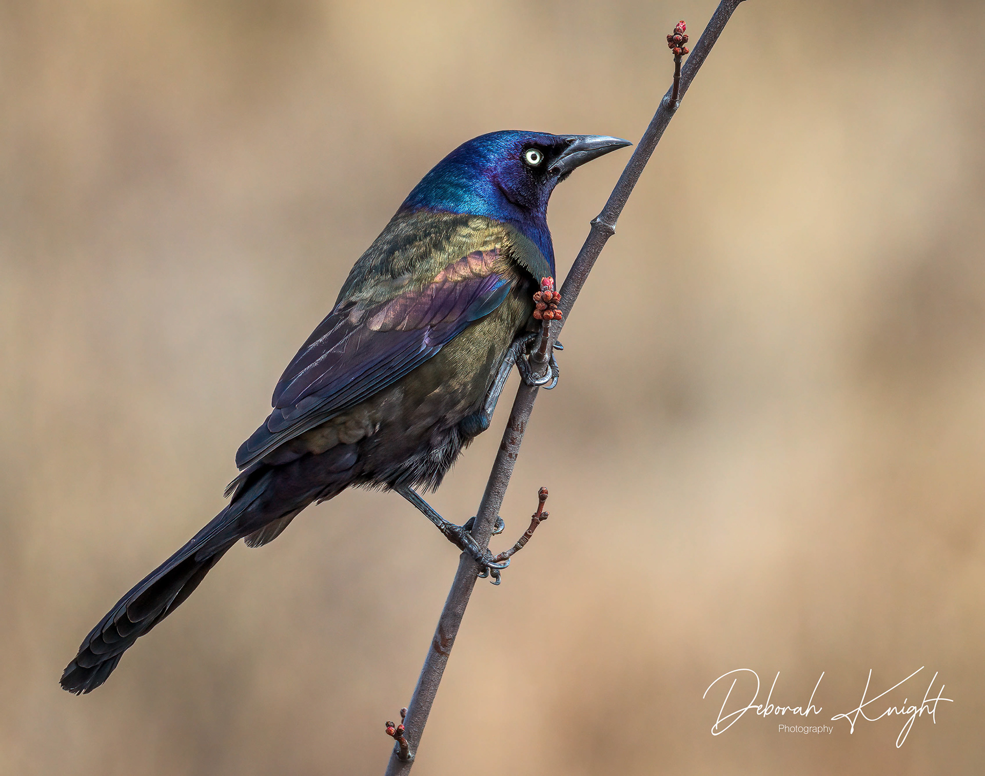 Common Grackle