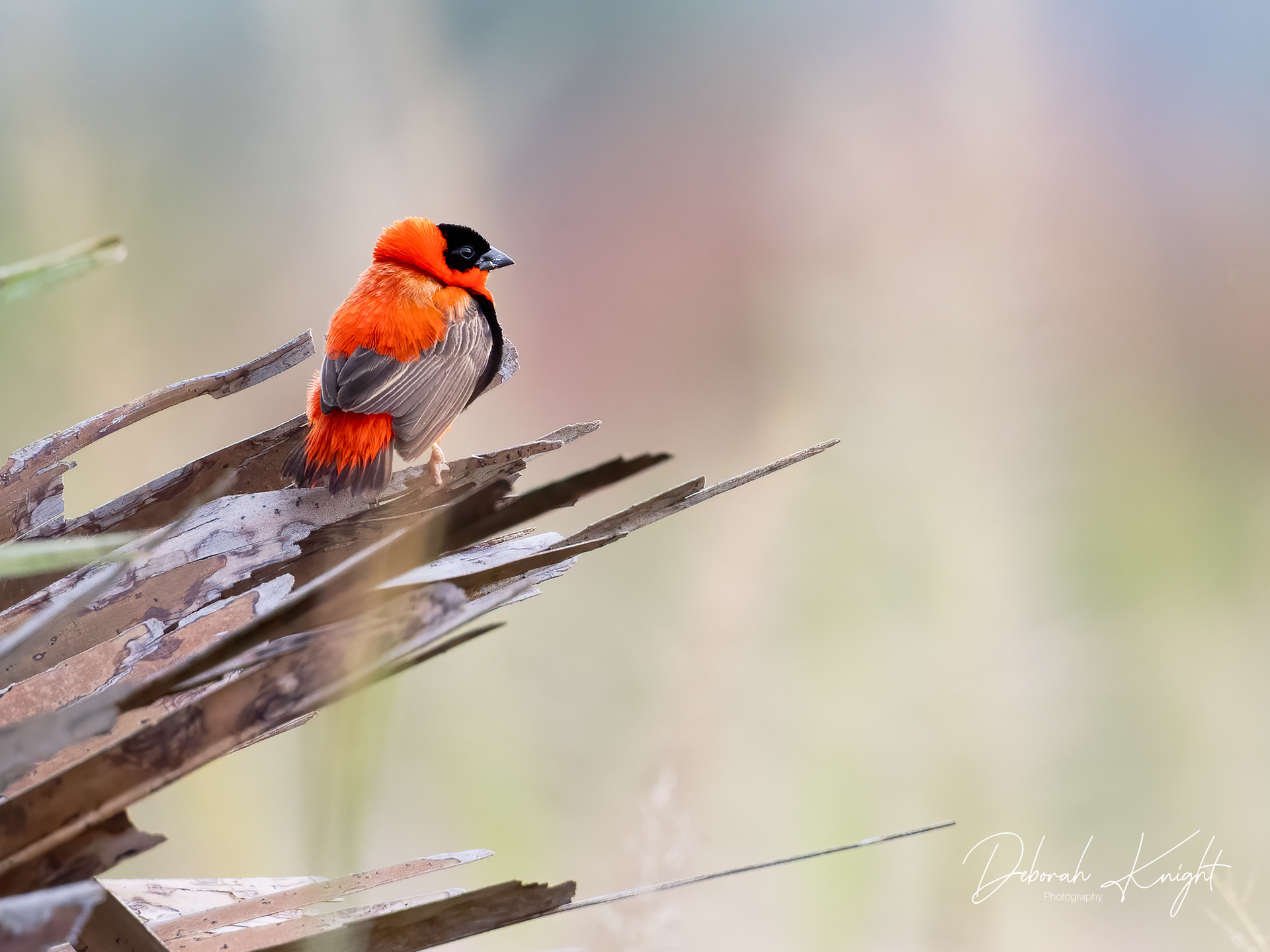 Northern Red Bishop