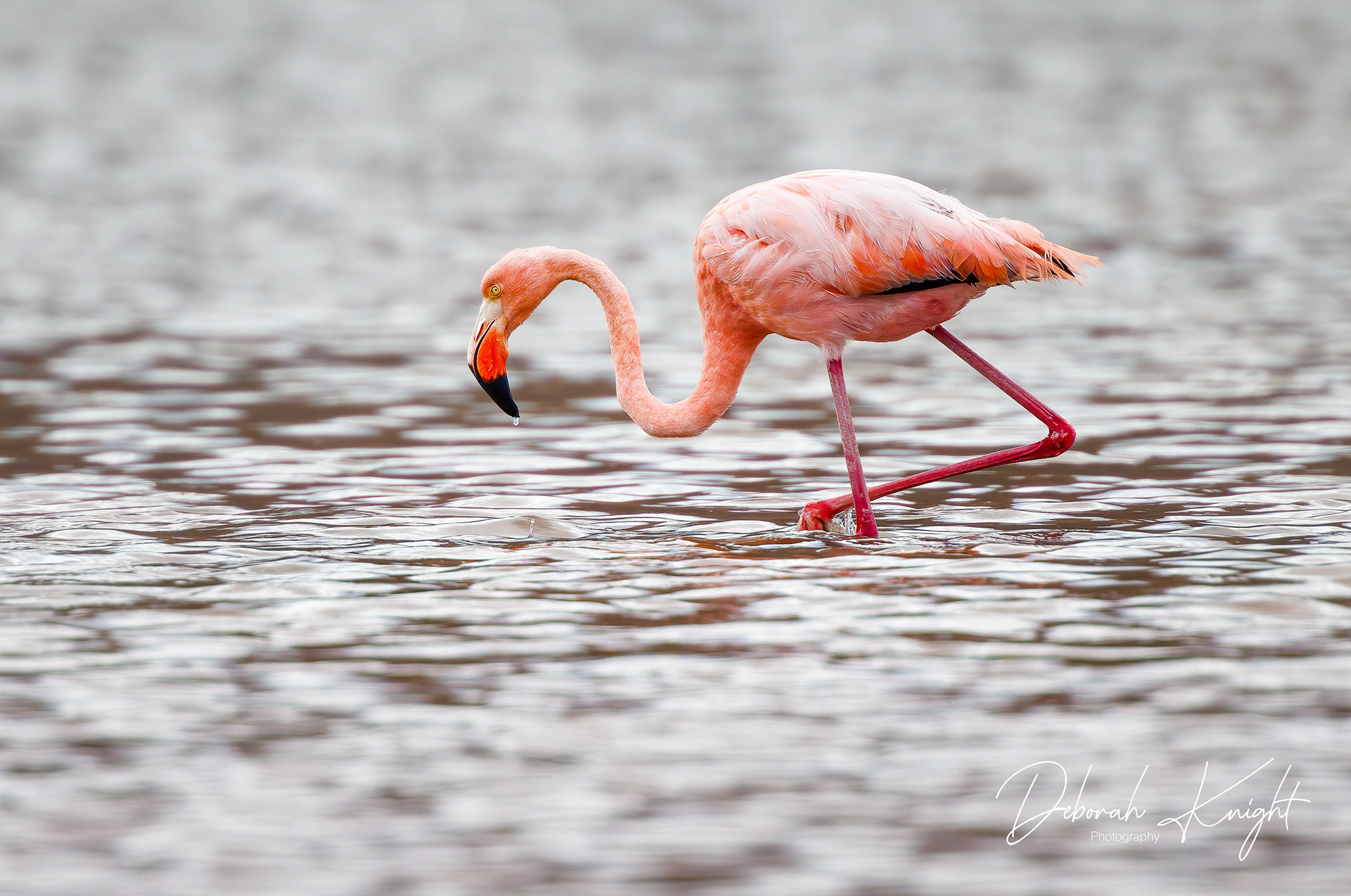 American Flamingo
