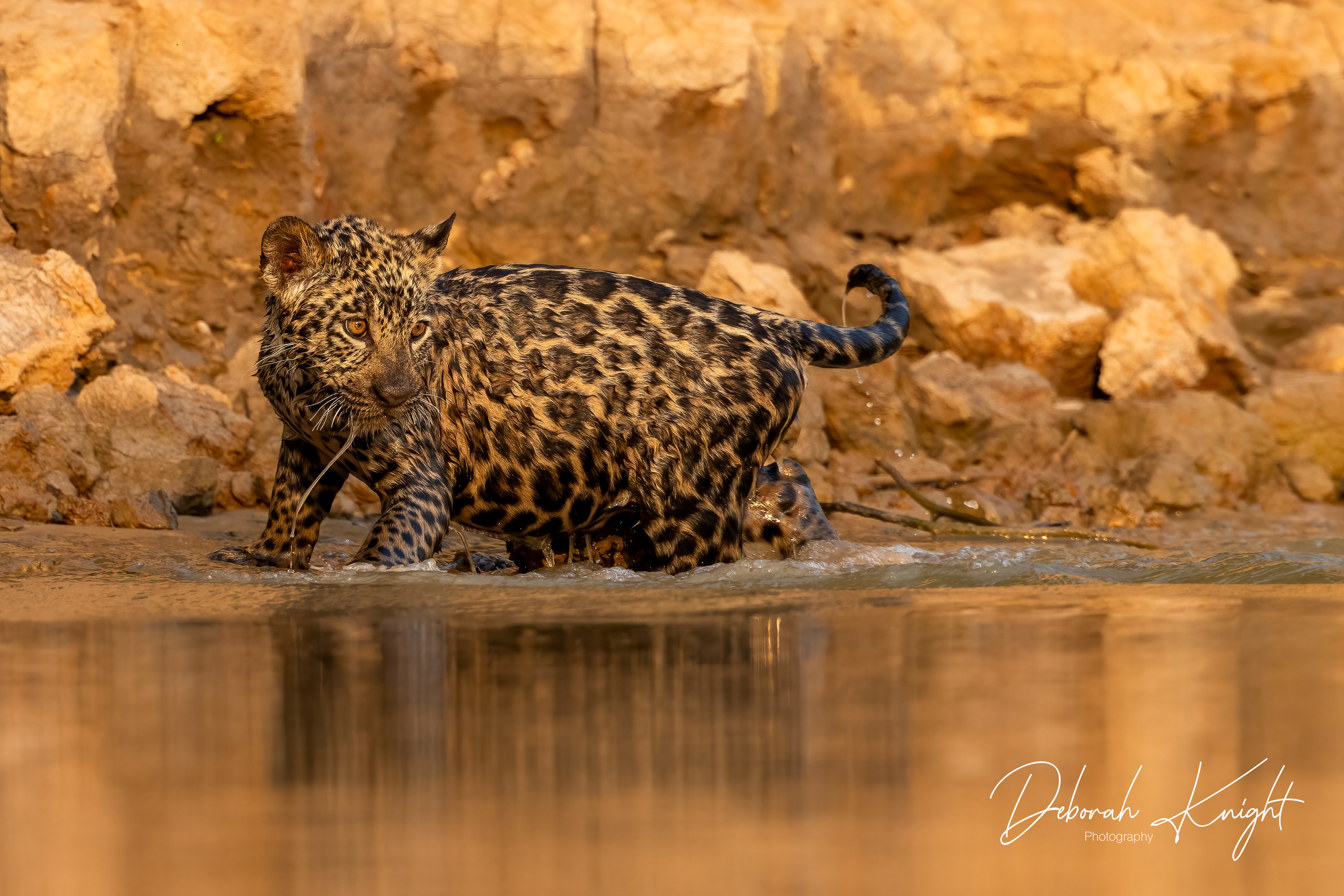 Jaguar Cub