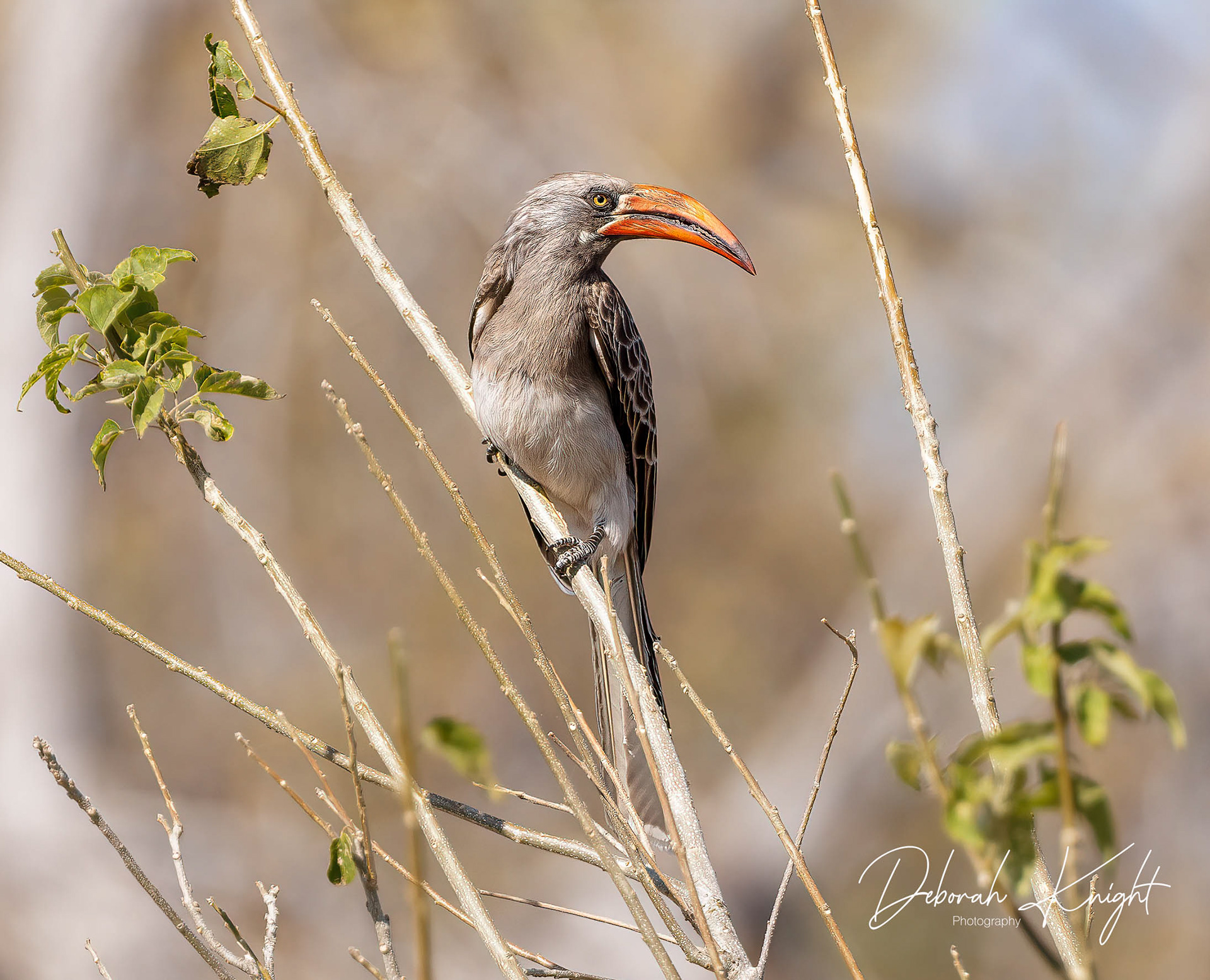 Bradfield's Hornbill