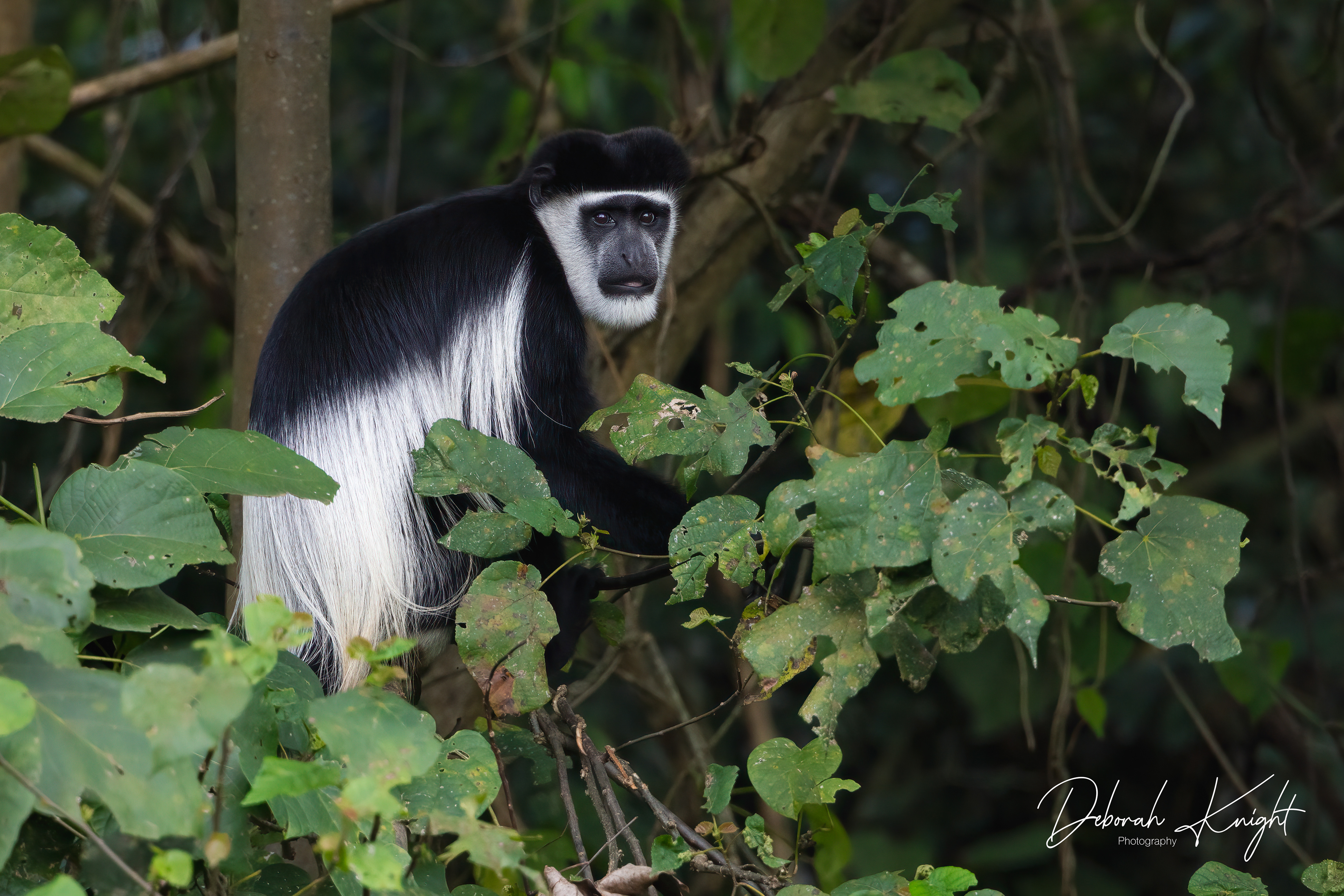 Black & White Colobus Monkey