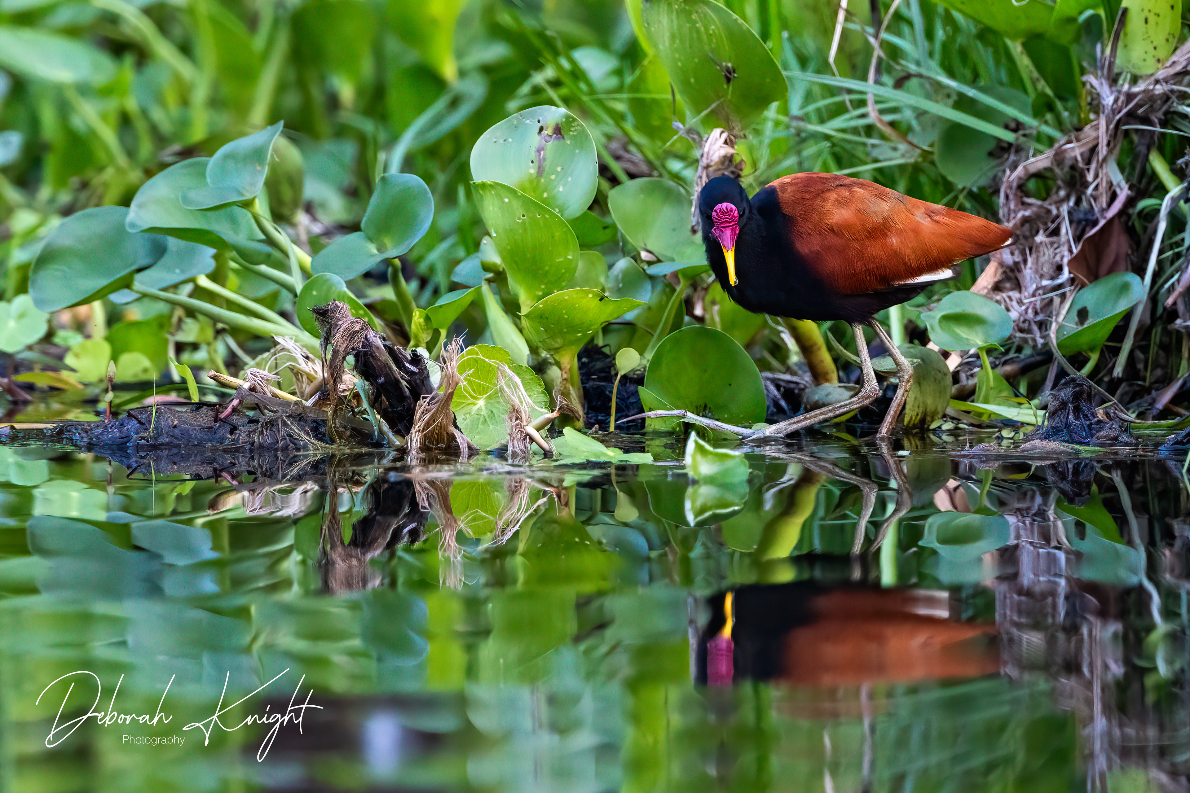 Wattled Jacana