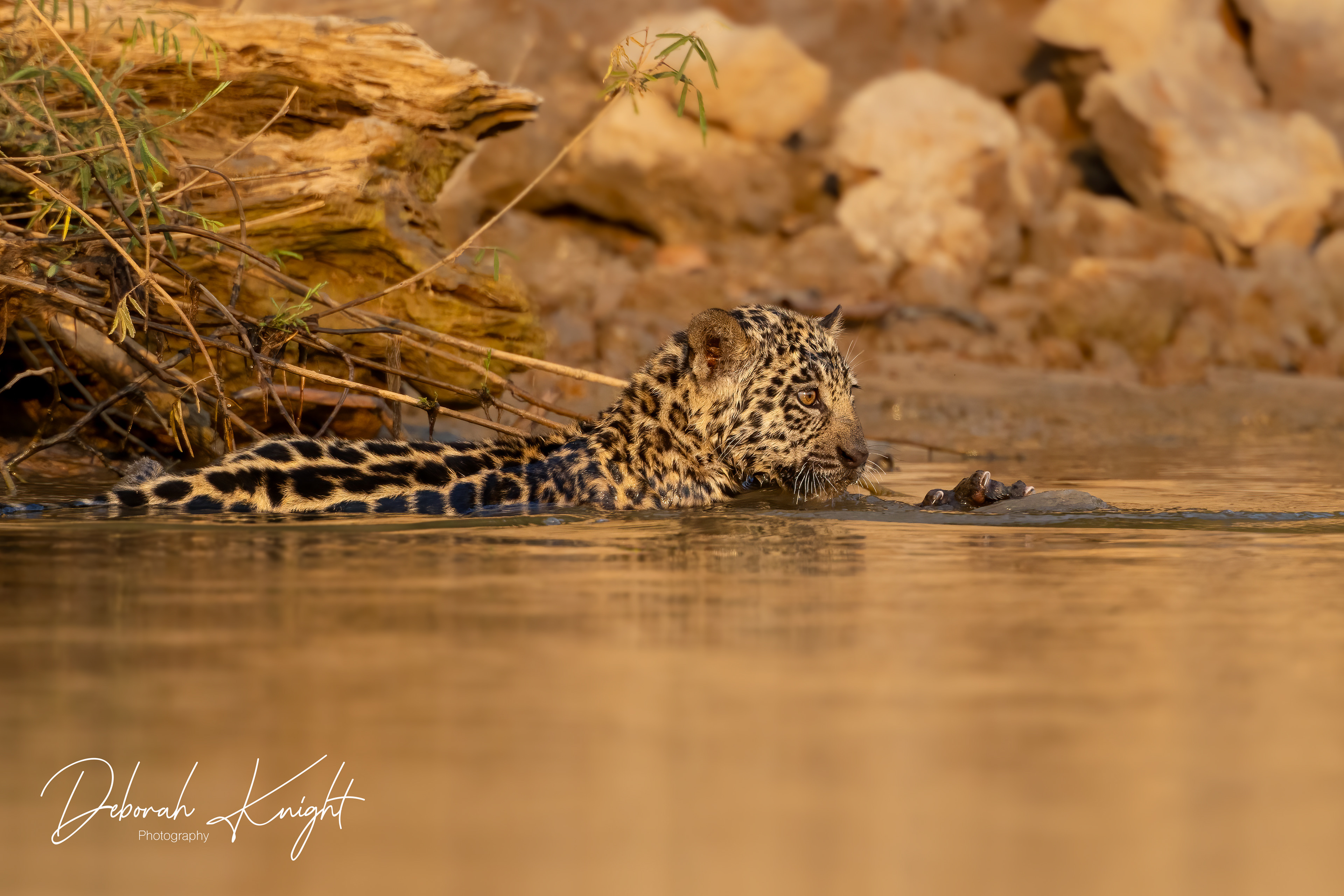 Jaguar Cub