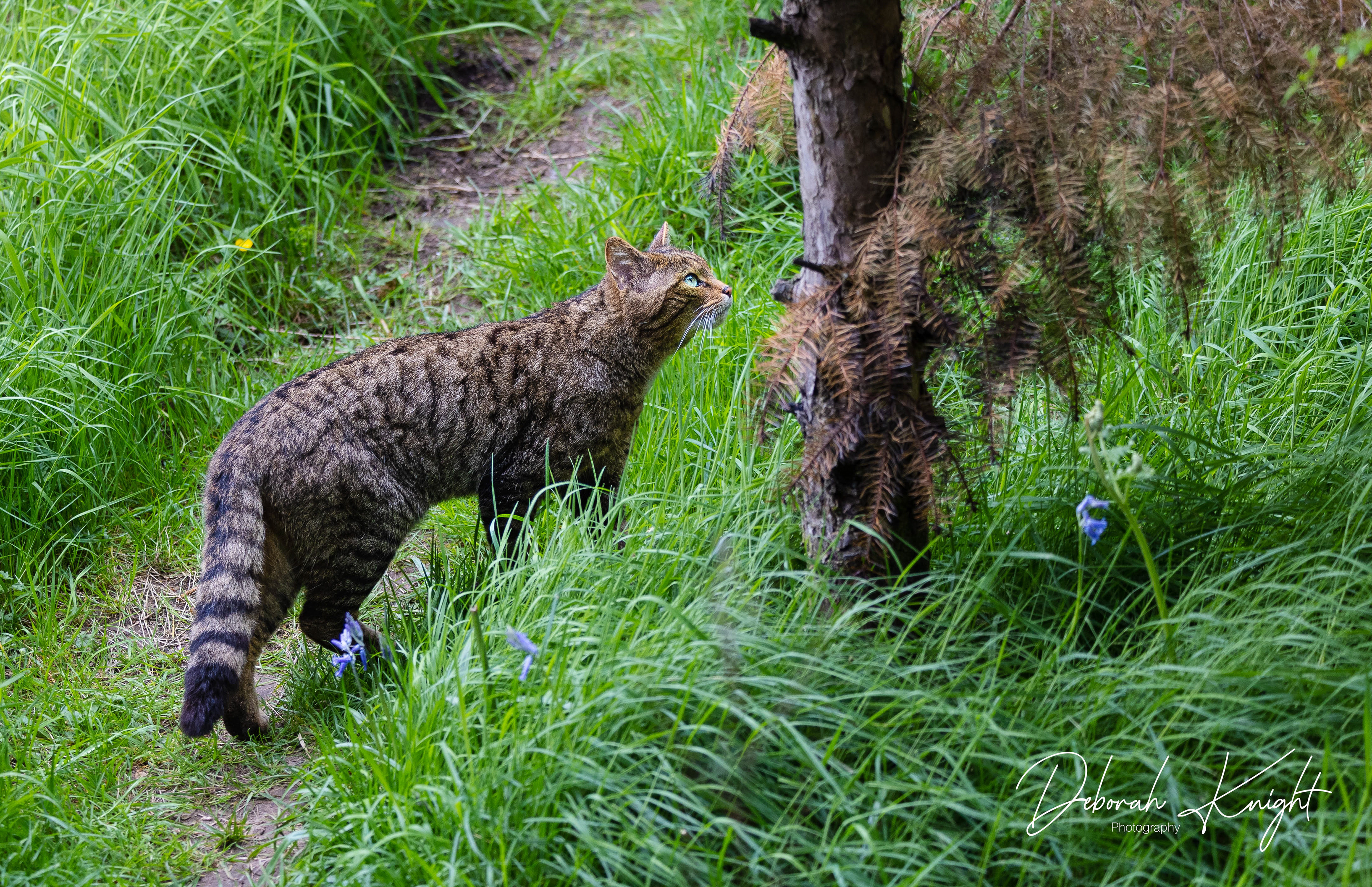 Scottish Wildcat