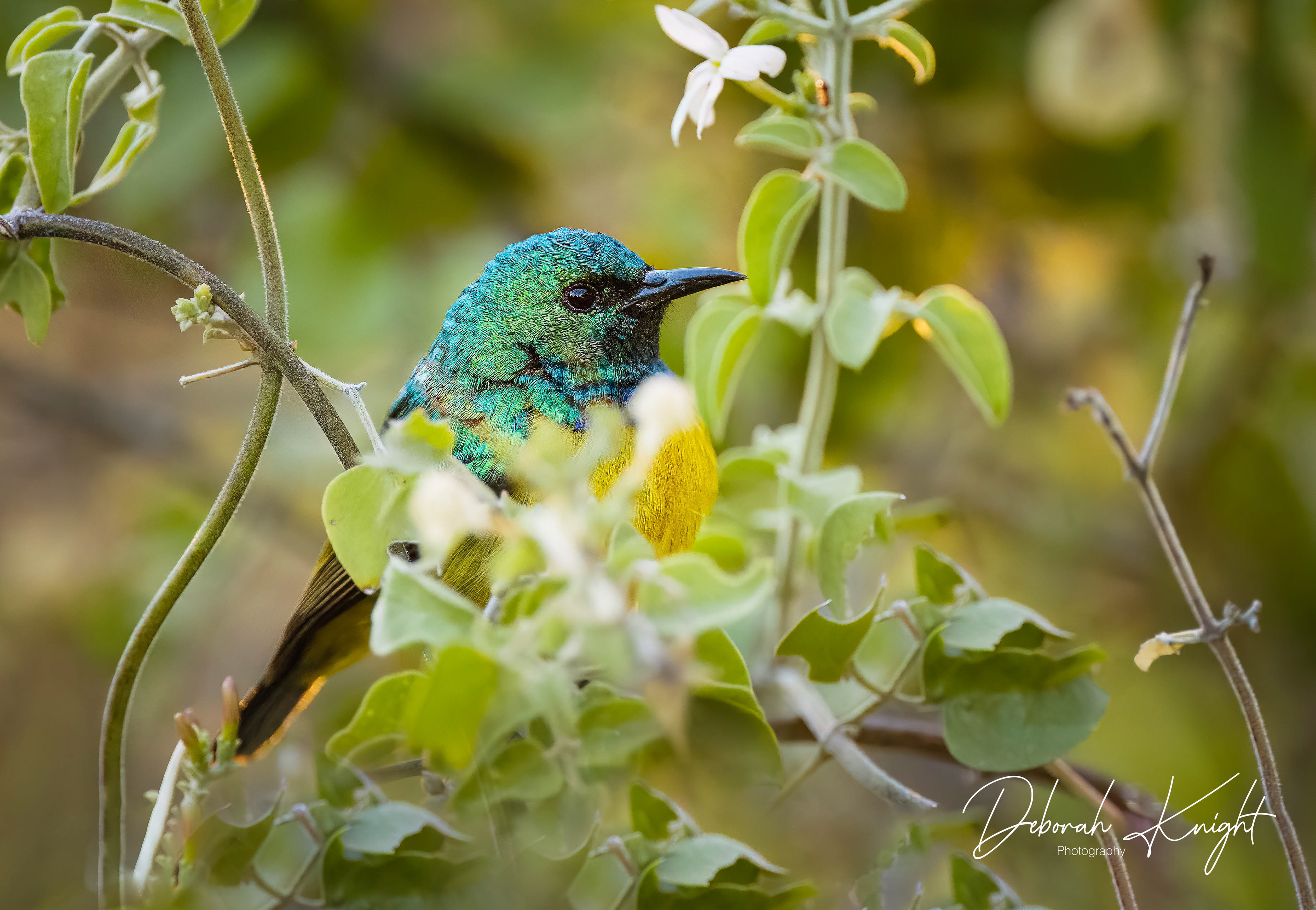 Collared Sunbird