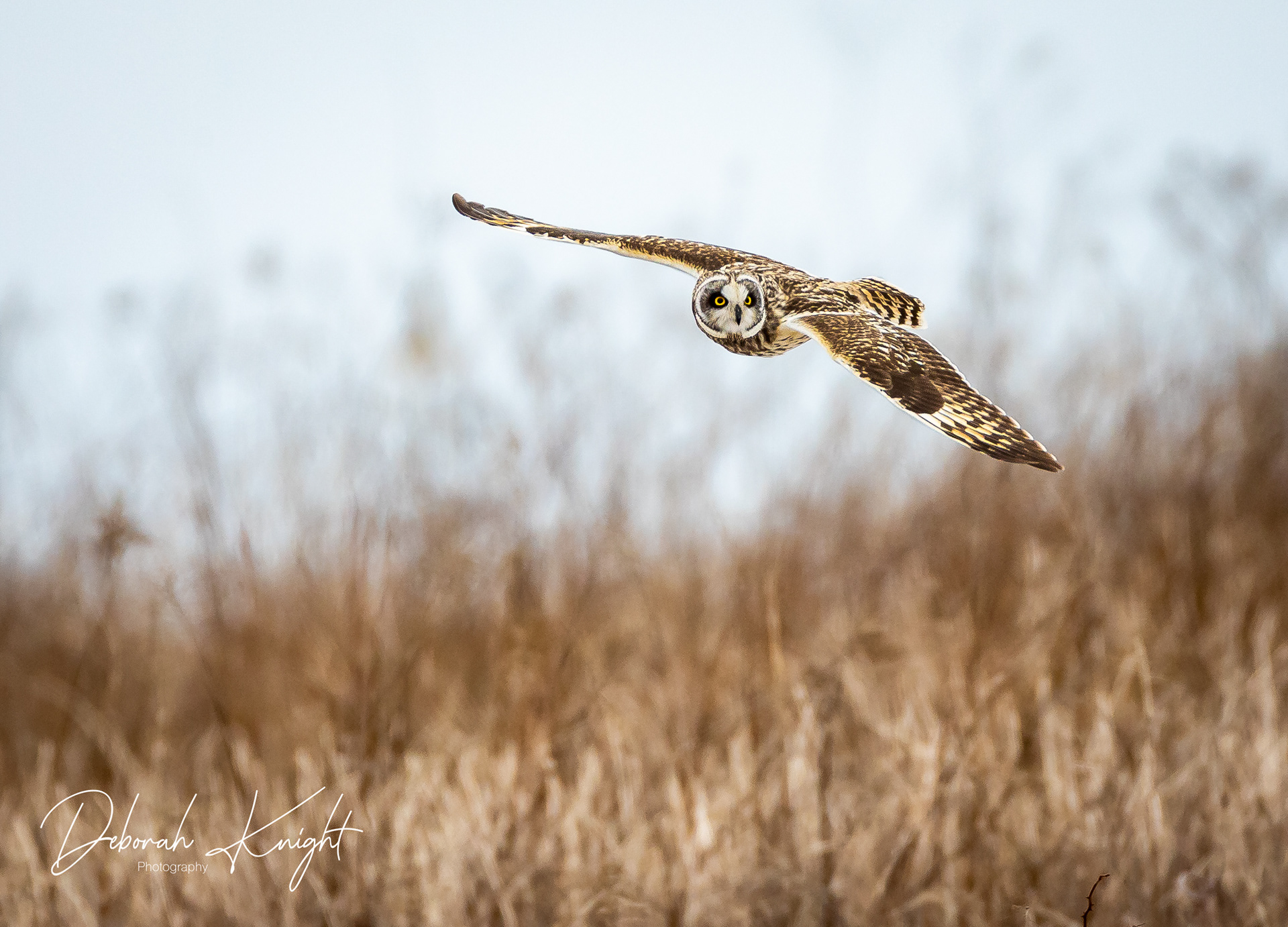 Short-Eared Owl