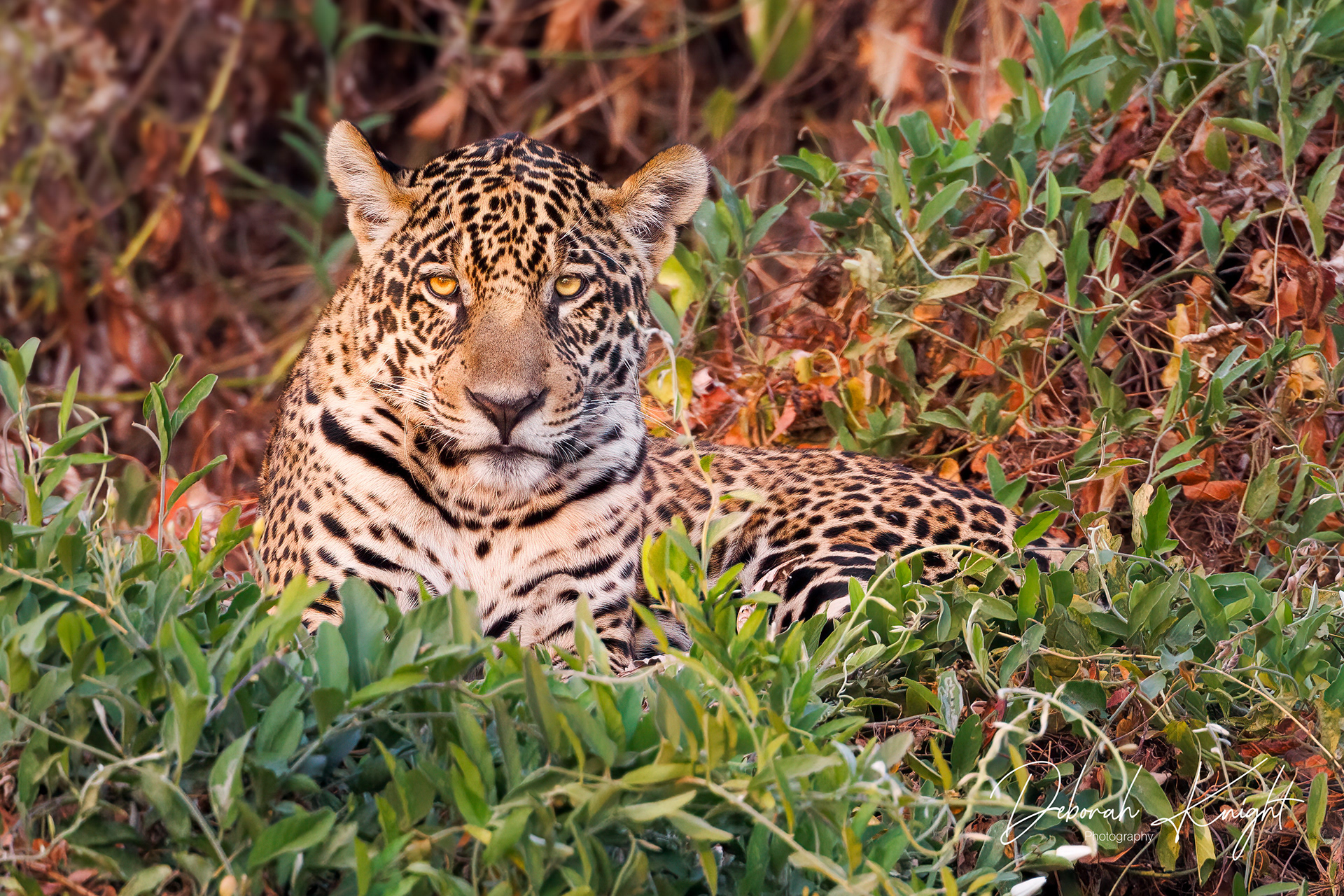 Jaguar