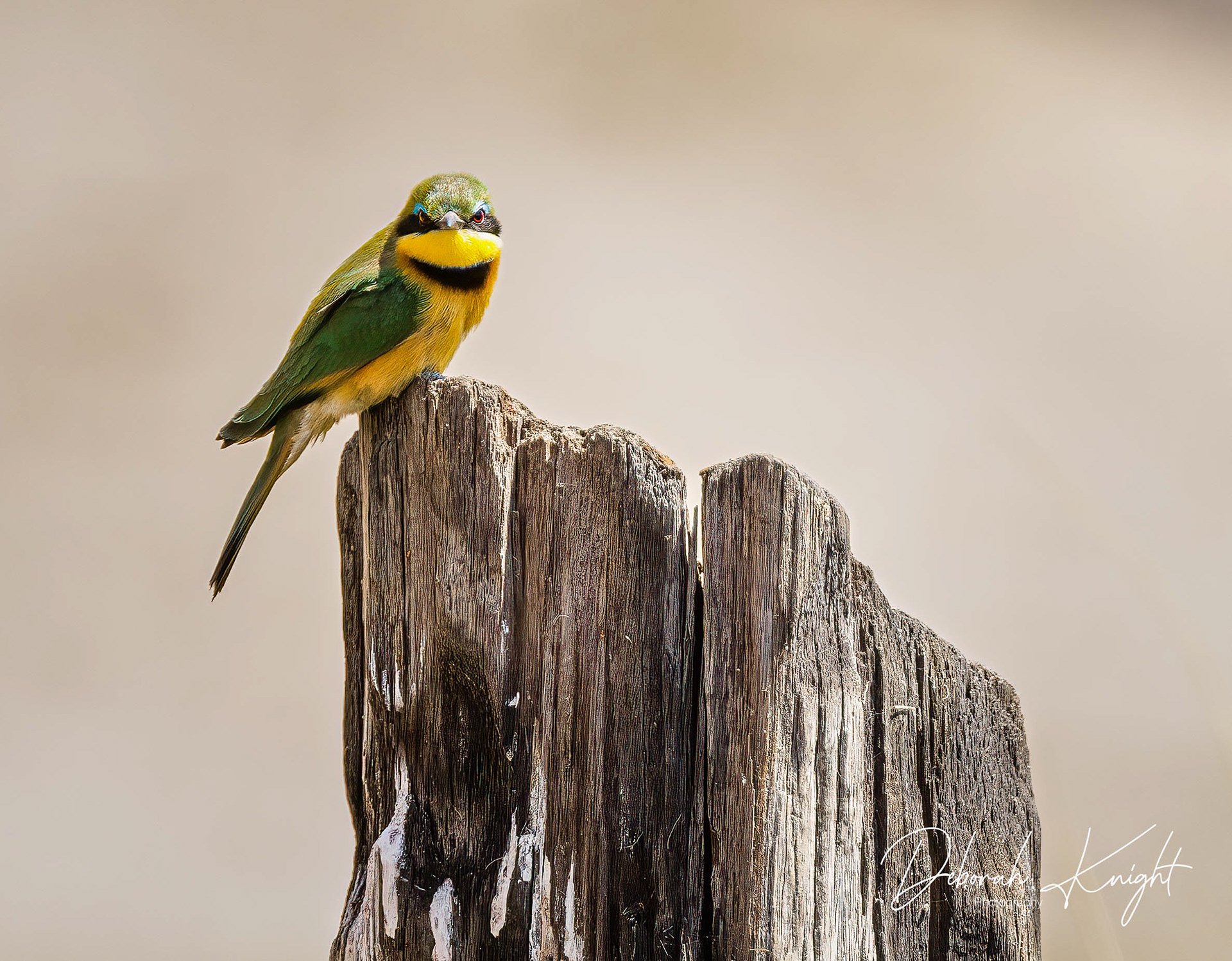 Little Bee-Eater