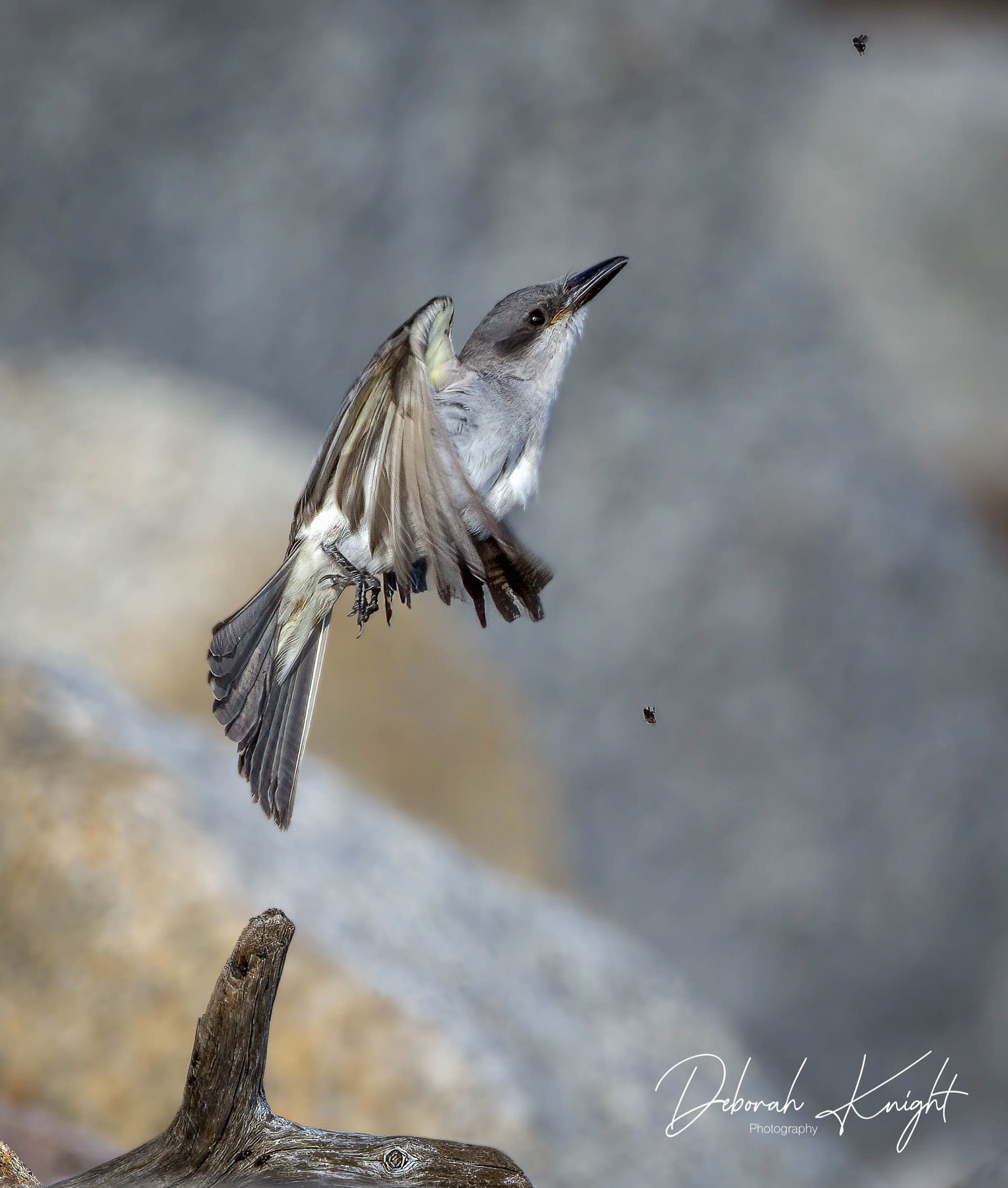 Gray Kingbird