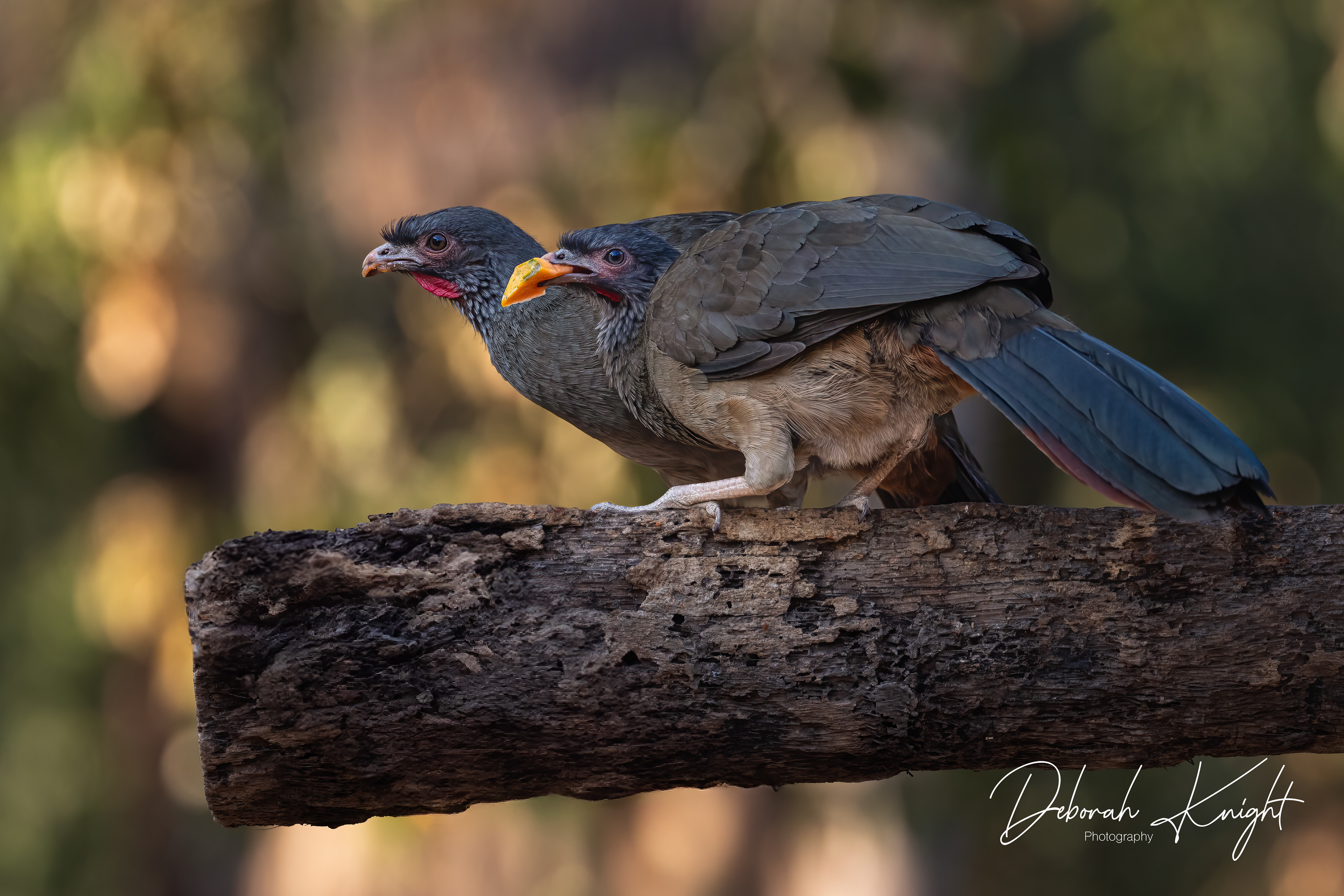 Chaco Chachalaca