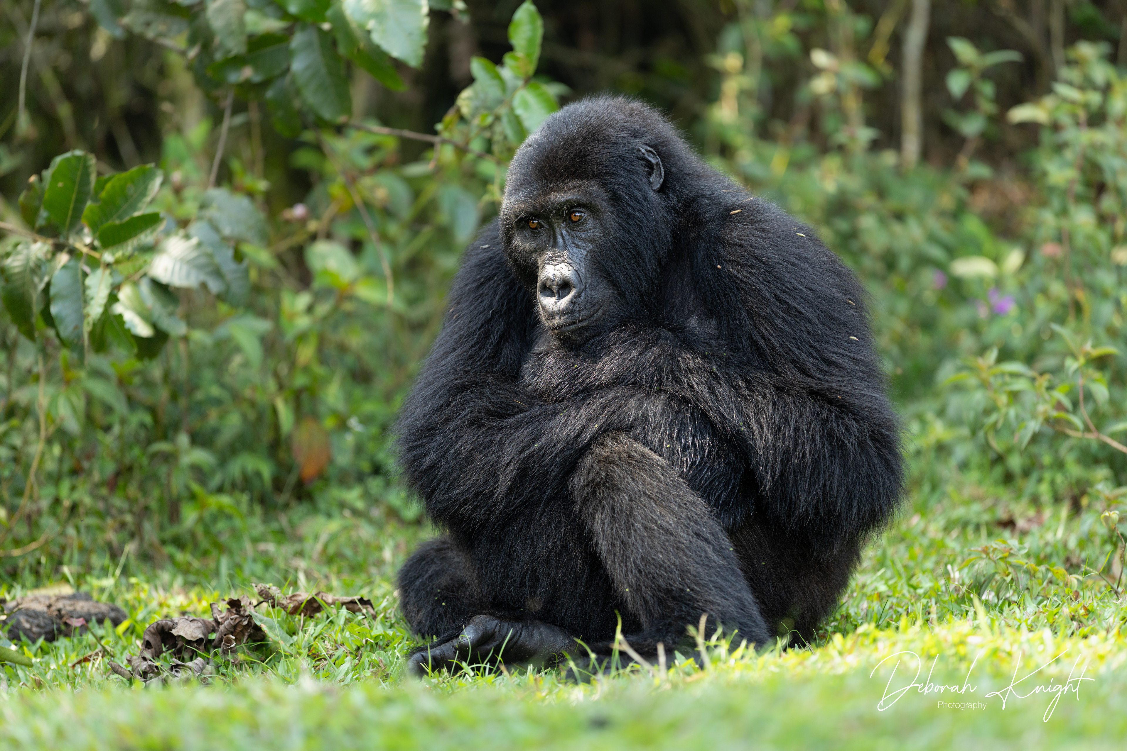 Mountain Gorilla