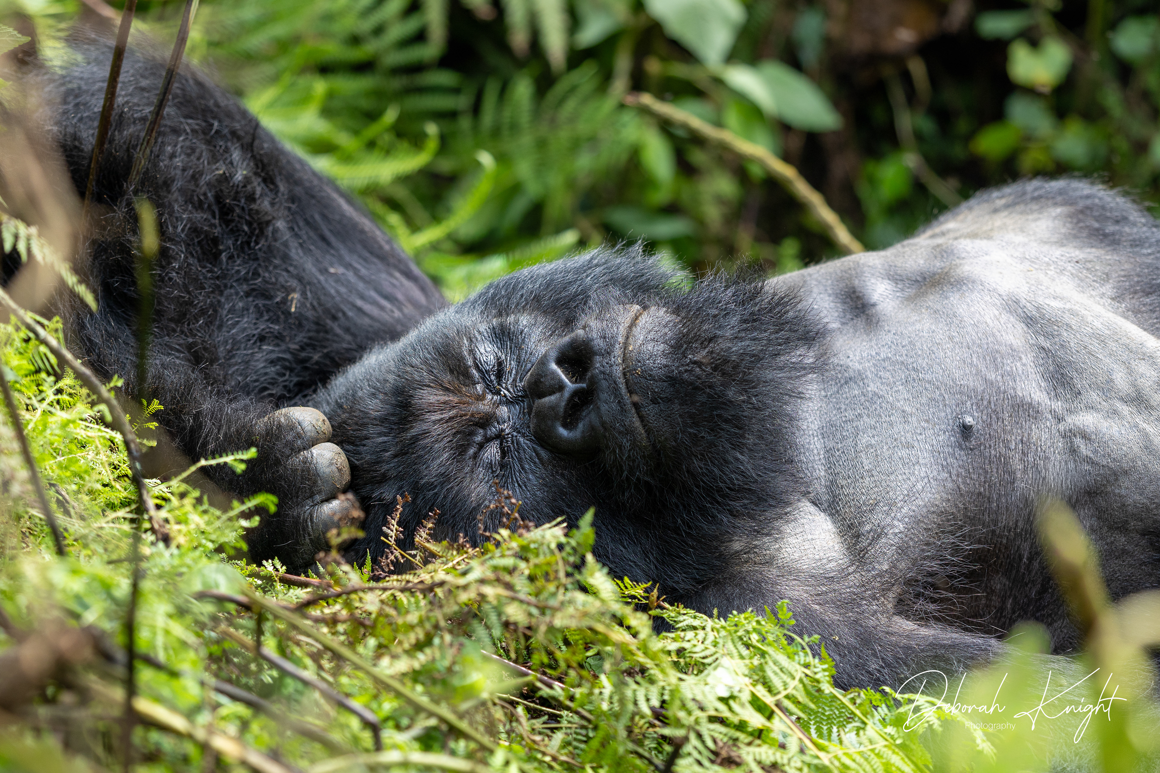 Mountain Gorilla
