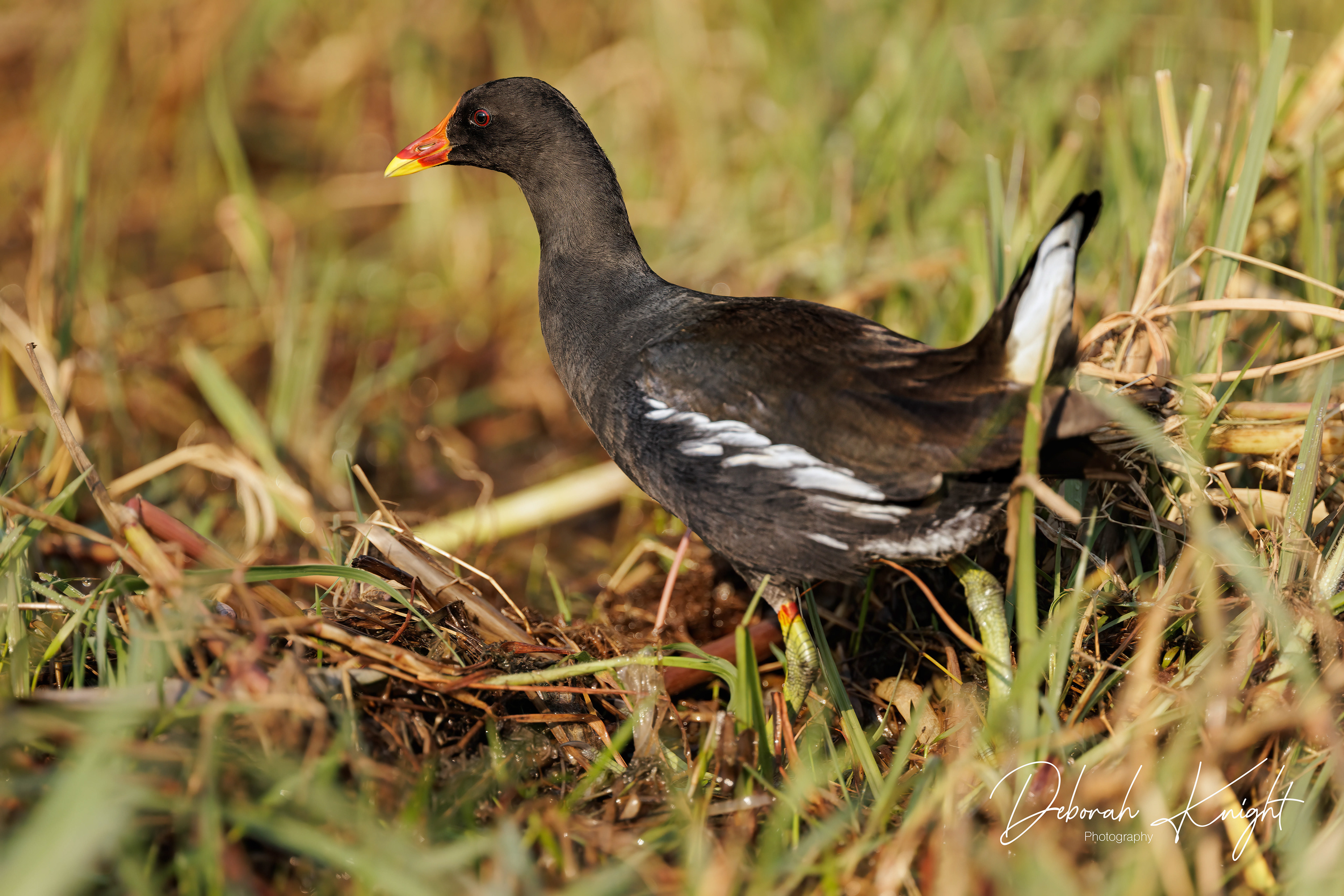 Eurasian Moorhen