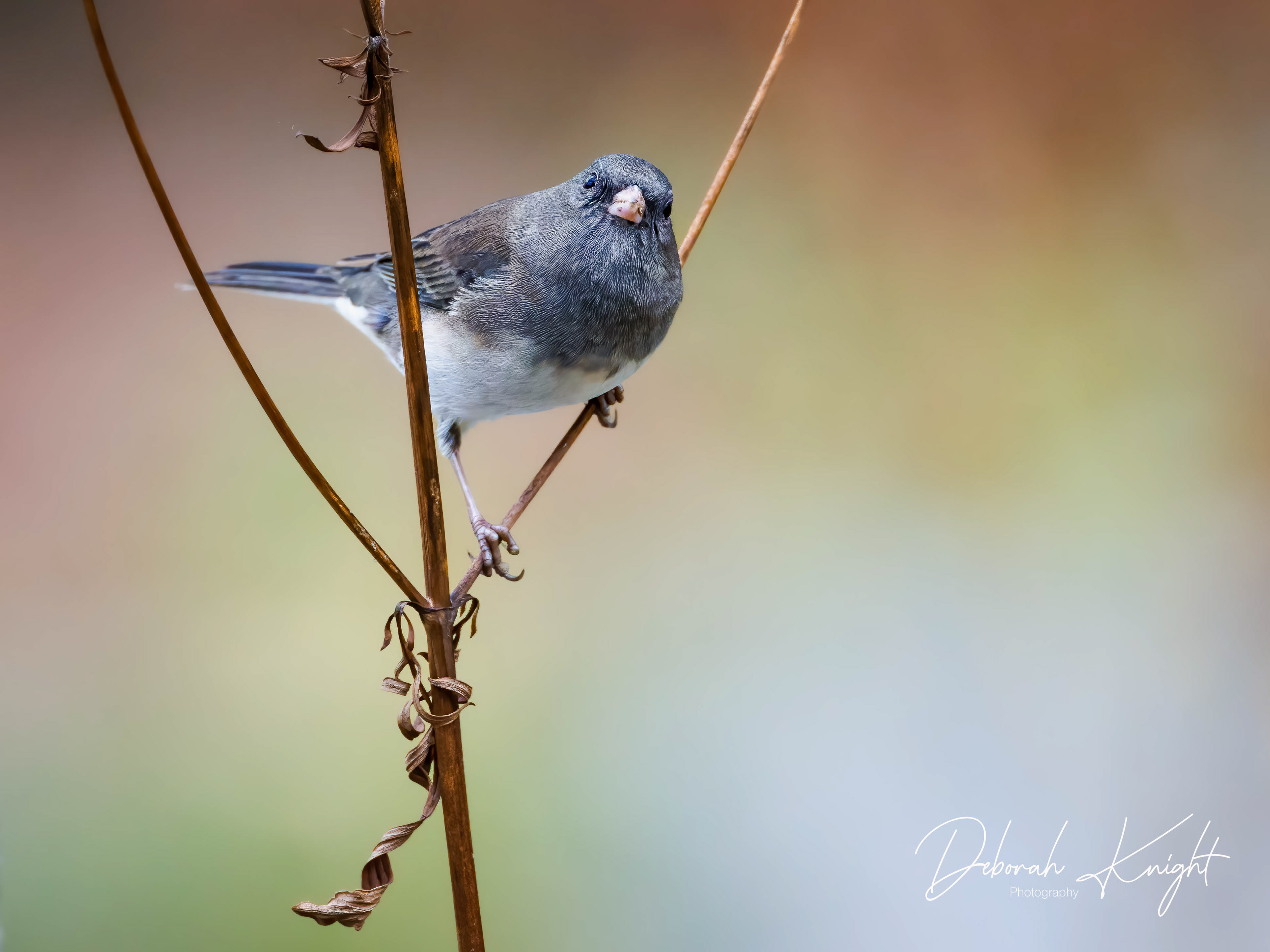 Slate-Colored Junco