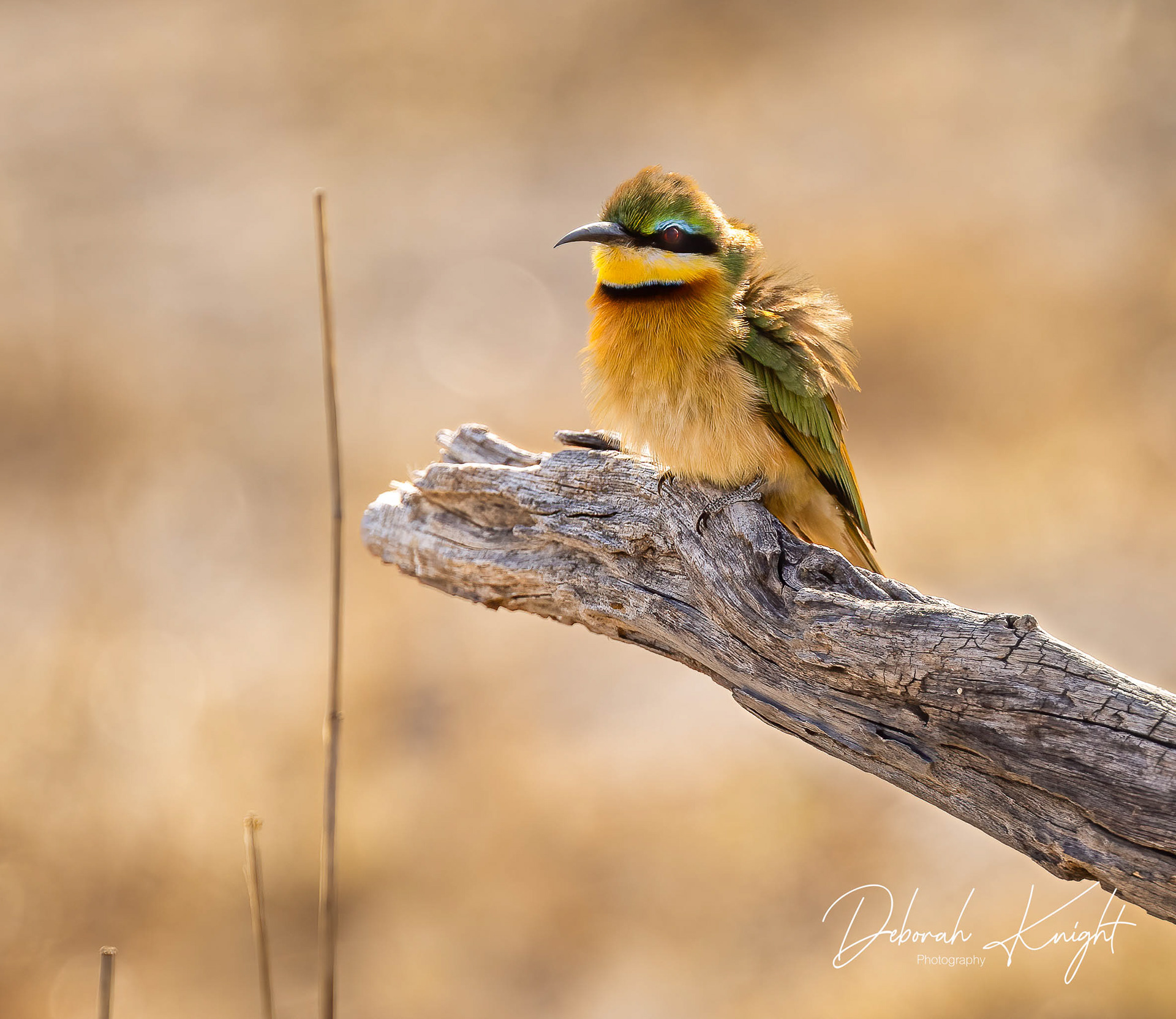 Little Bee-Eater