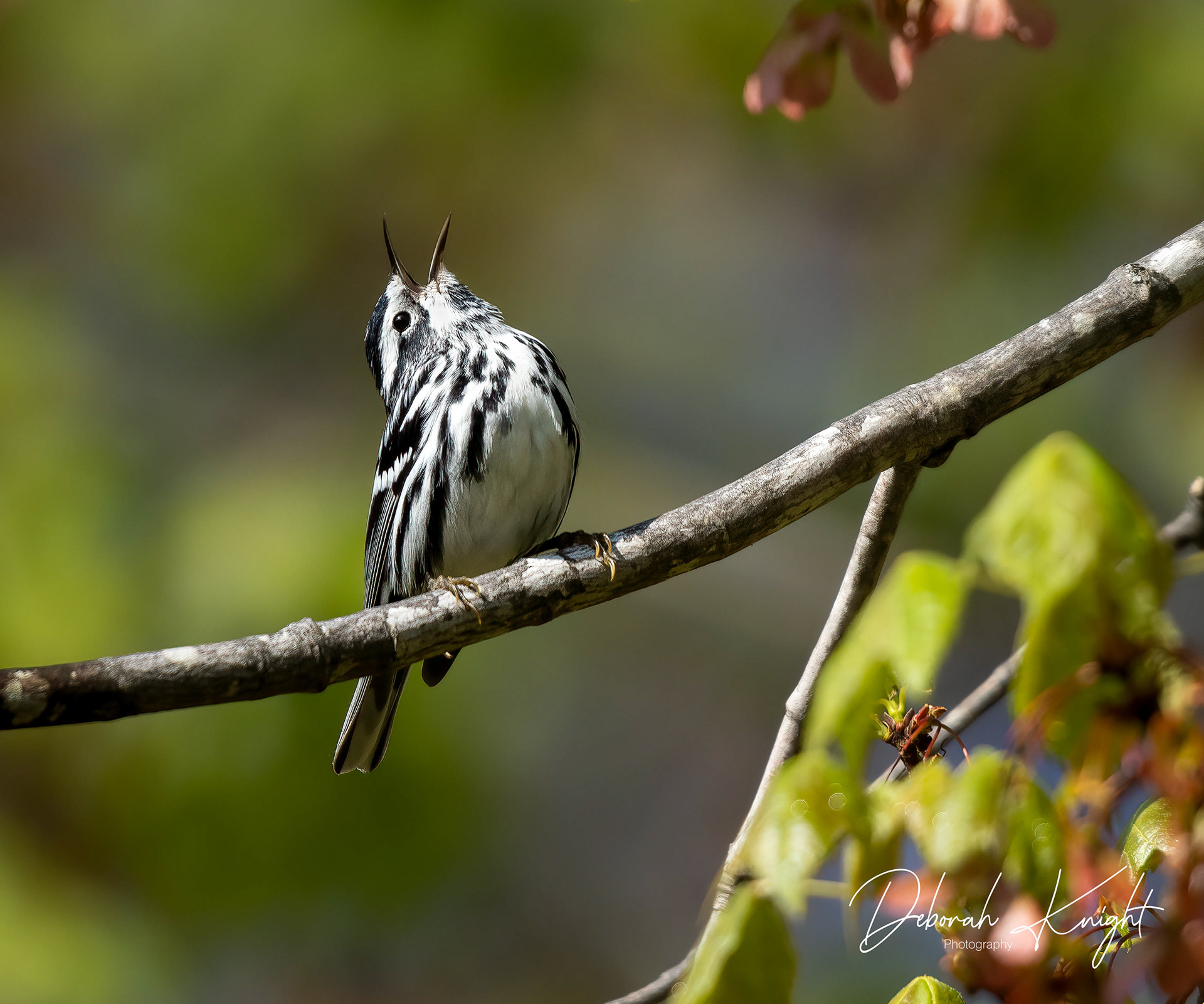 Black-and-White Warbler