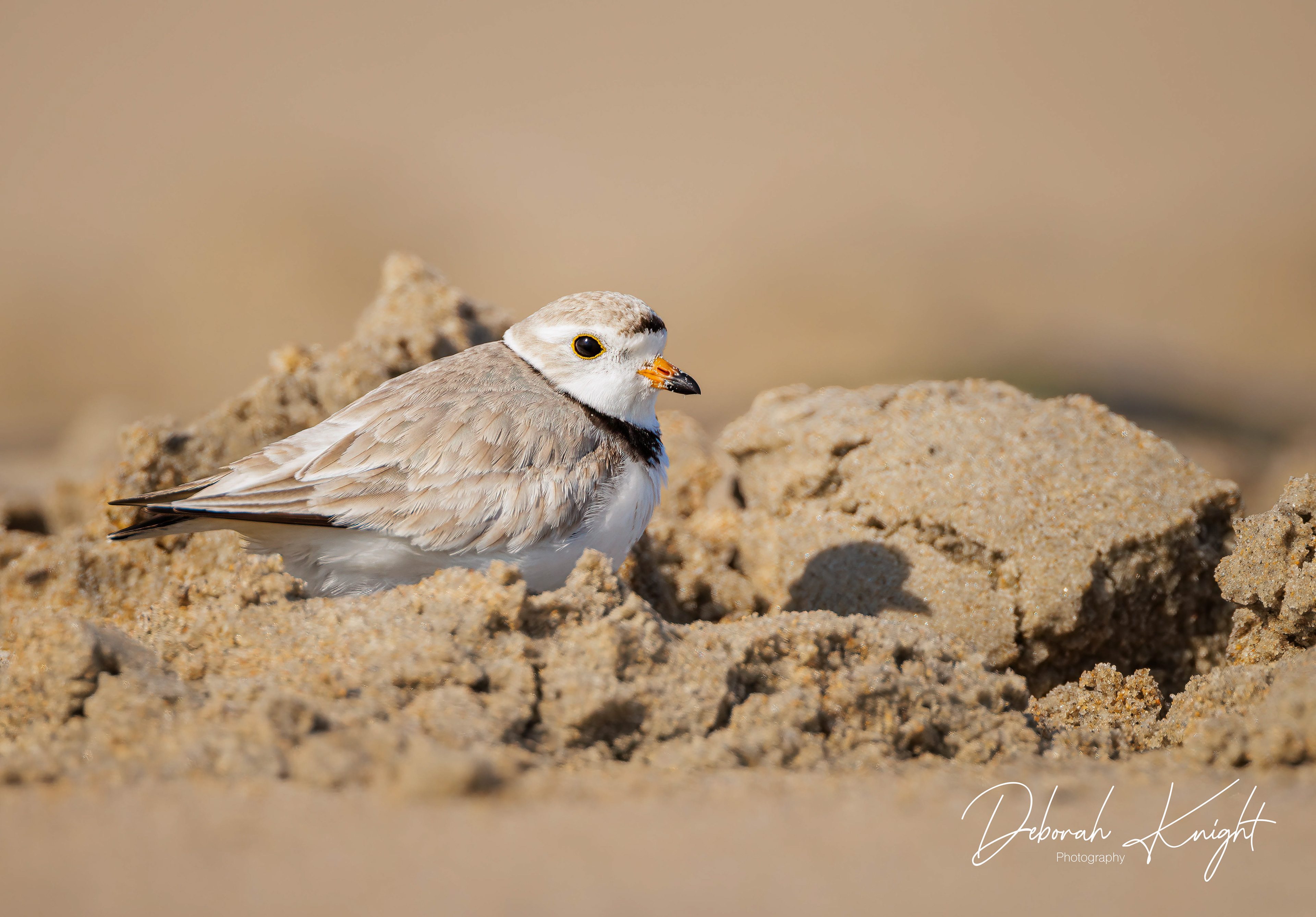 Piping Plover
