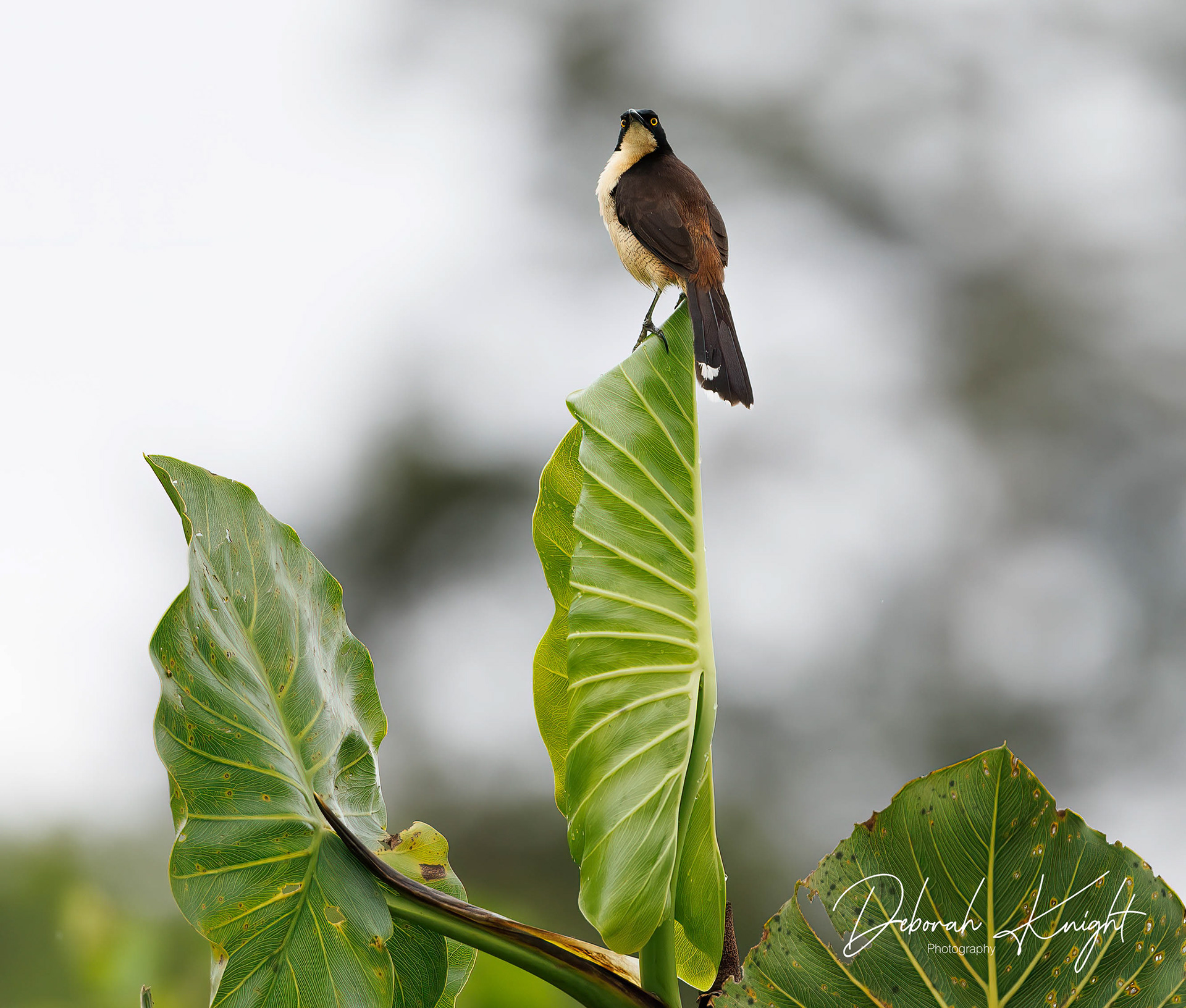 Black-Capped Donacobius